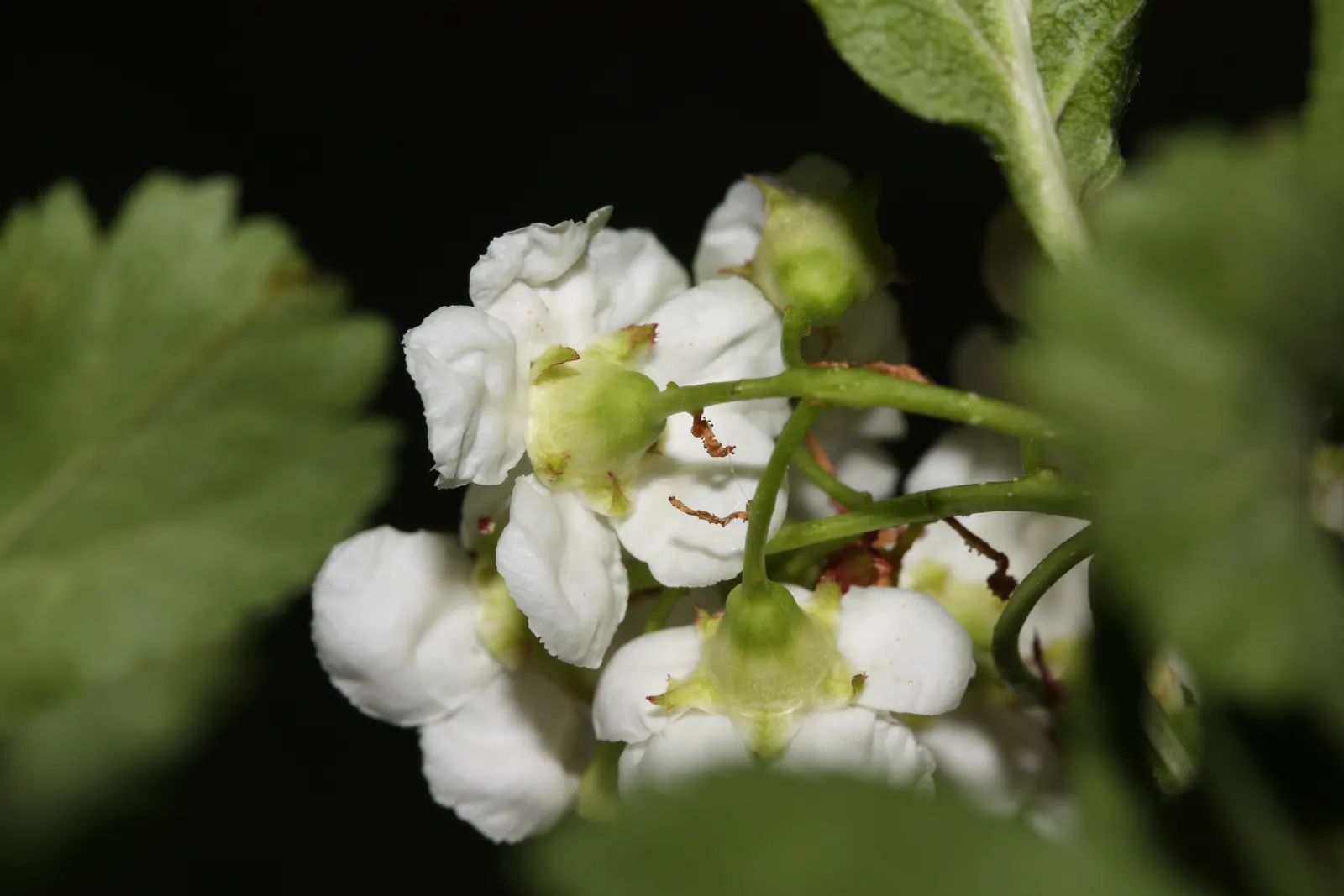 Black Hawthorn (Crataegus Douglasii) — or yellow in fall.<br><br>In late spring to early summer; typically reaching heights of 15-30 feet, image 65