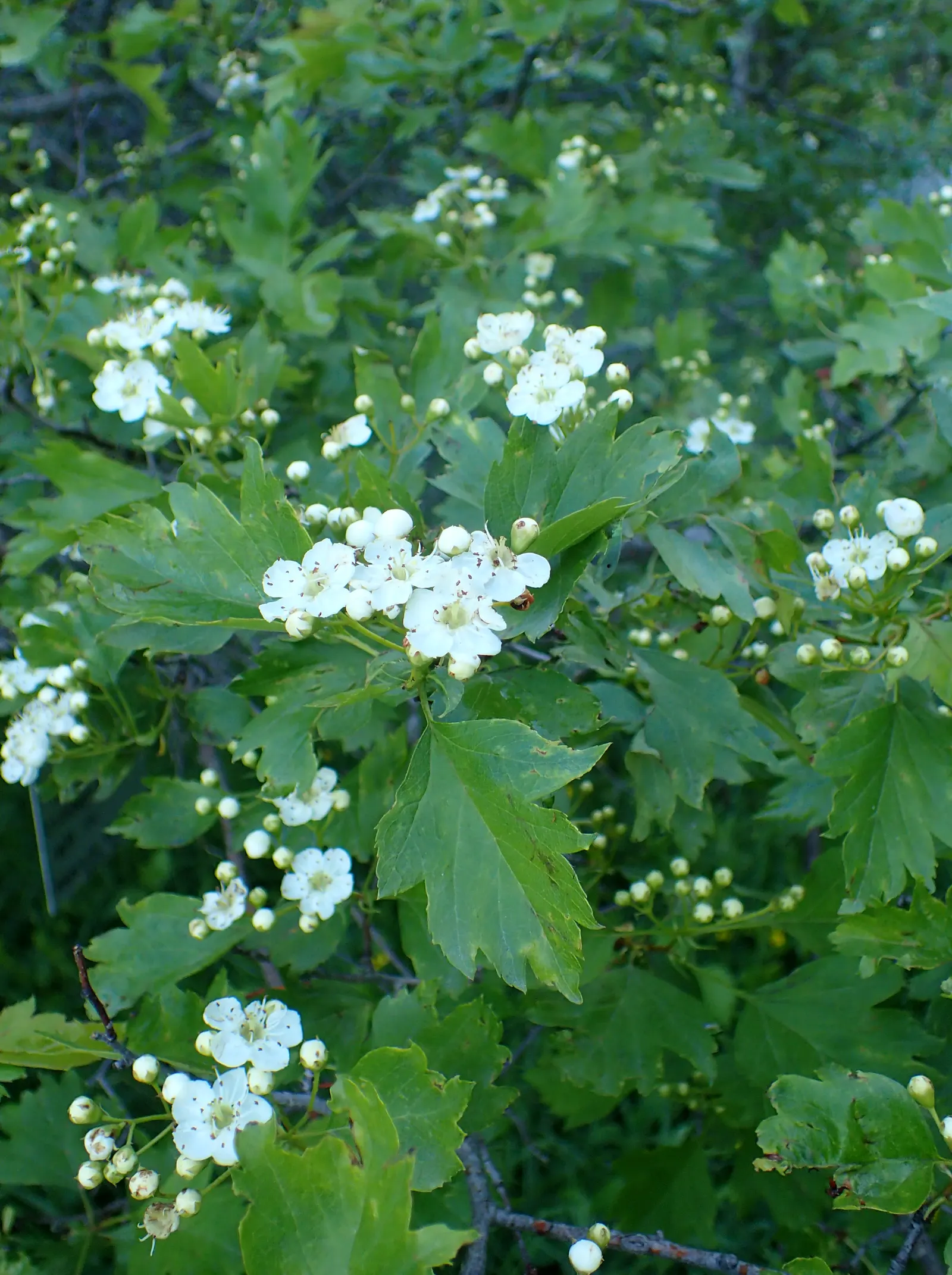 Black Hawthorn (Crataegus Douglasii) — contribute a lush backdrop during spring and summer before transitioning to stunning shades of orange; the, image 64