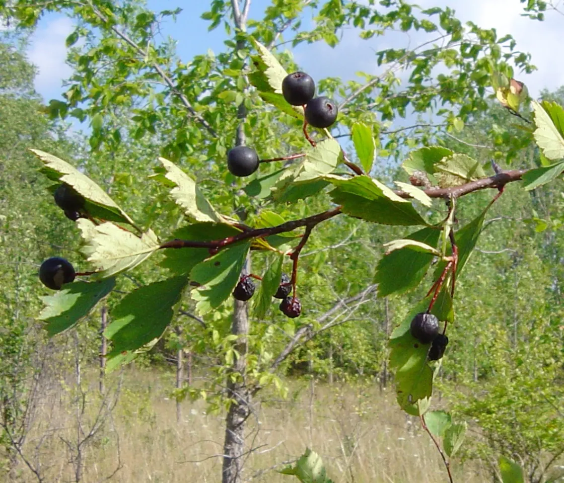 Black Hawthorn (Crataegus Douglasii) — white flowers in the garden
