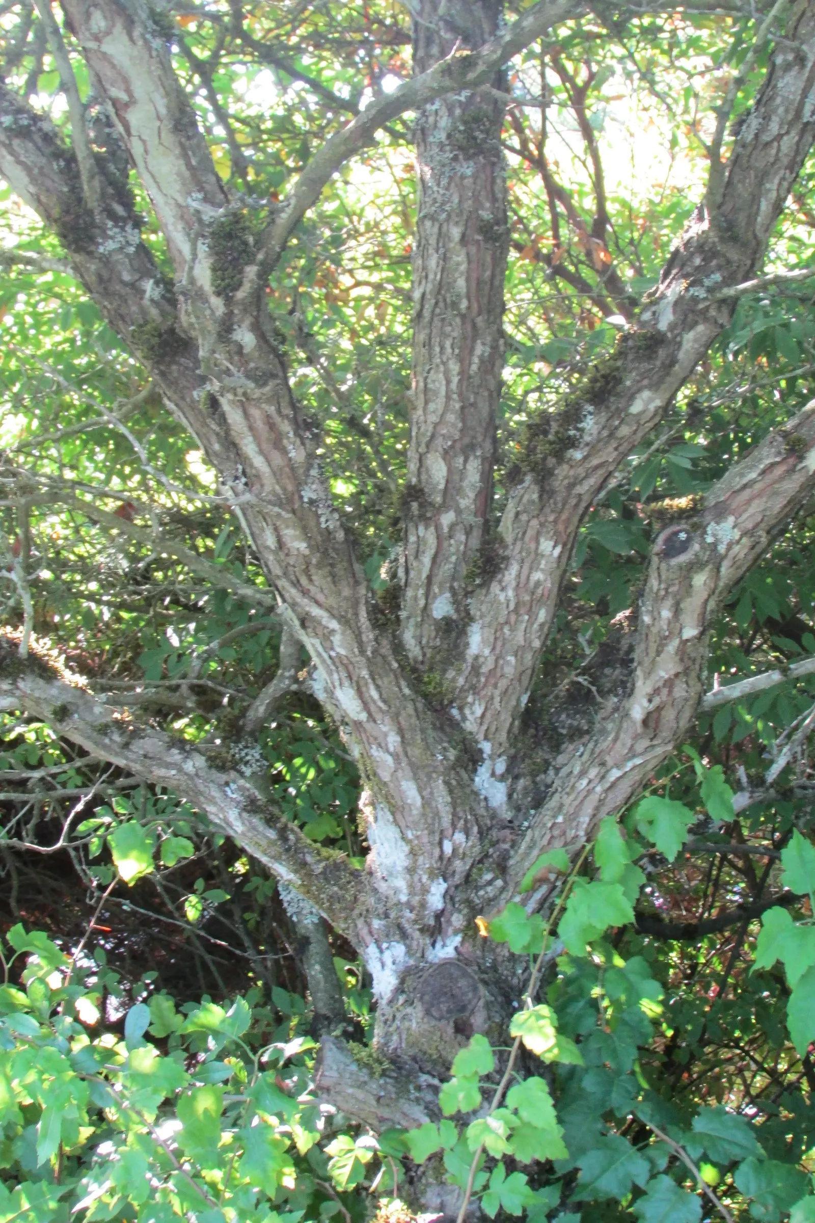 Black Hawthorn (Crataegus Douglasii) — is an ornamental and functional native shrub known for its rugged beauty and resilience; its dense branching, image 58