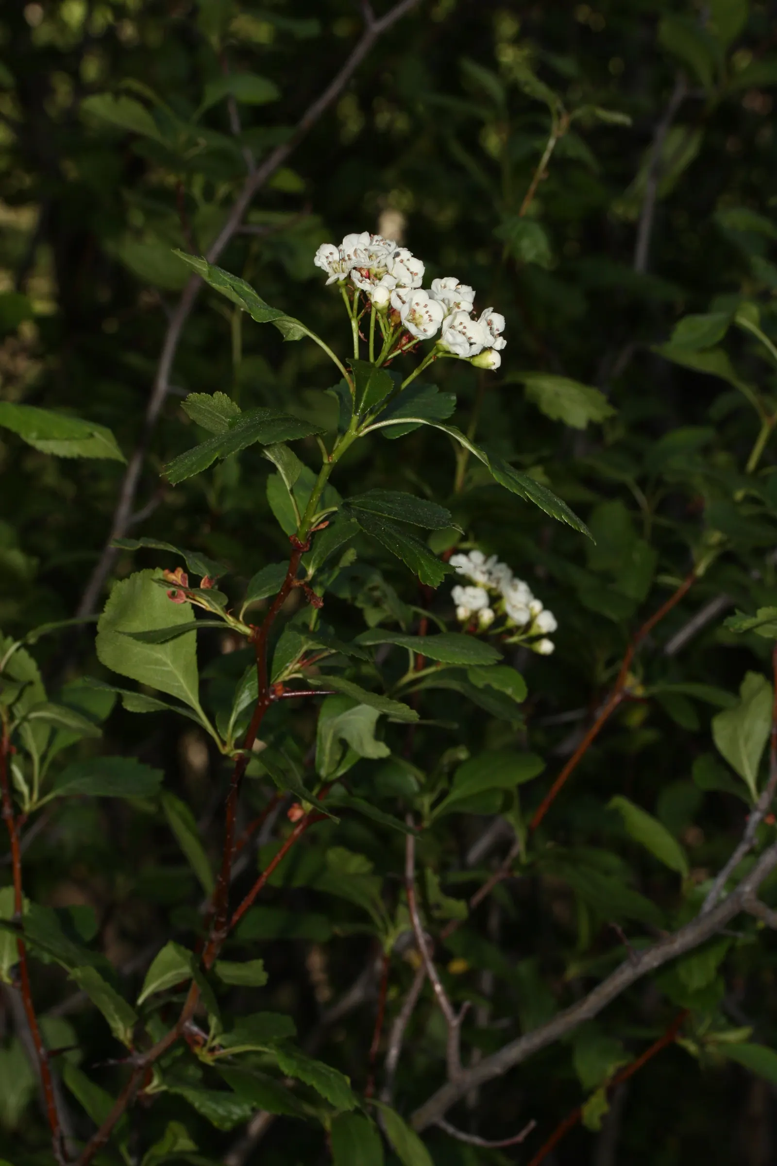 Black Hawthorn (Crataegus Douglasii) — it can also function as a natural deterrent to unwanted foot traffic; offering invaluable food for local bird