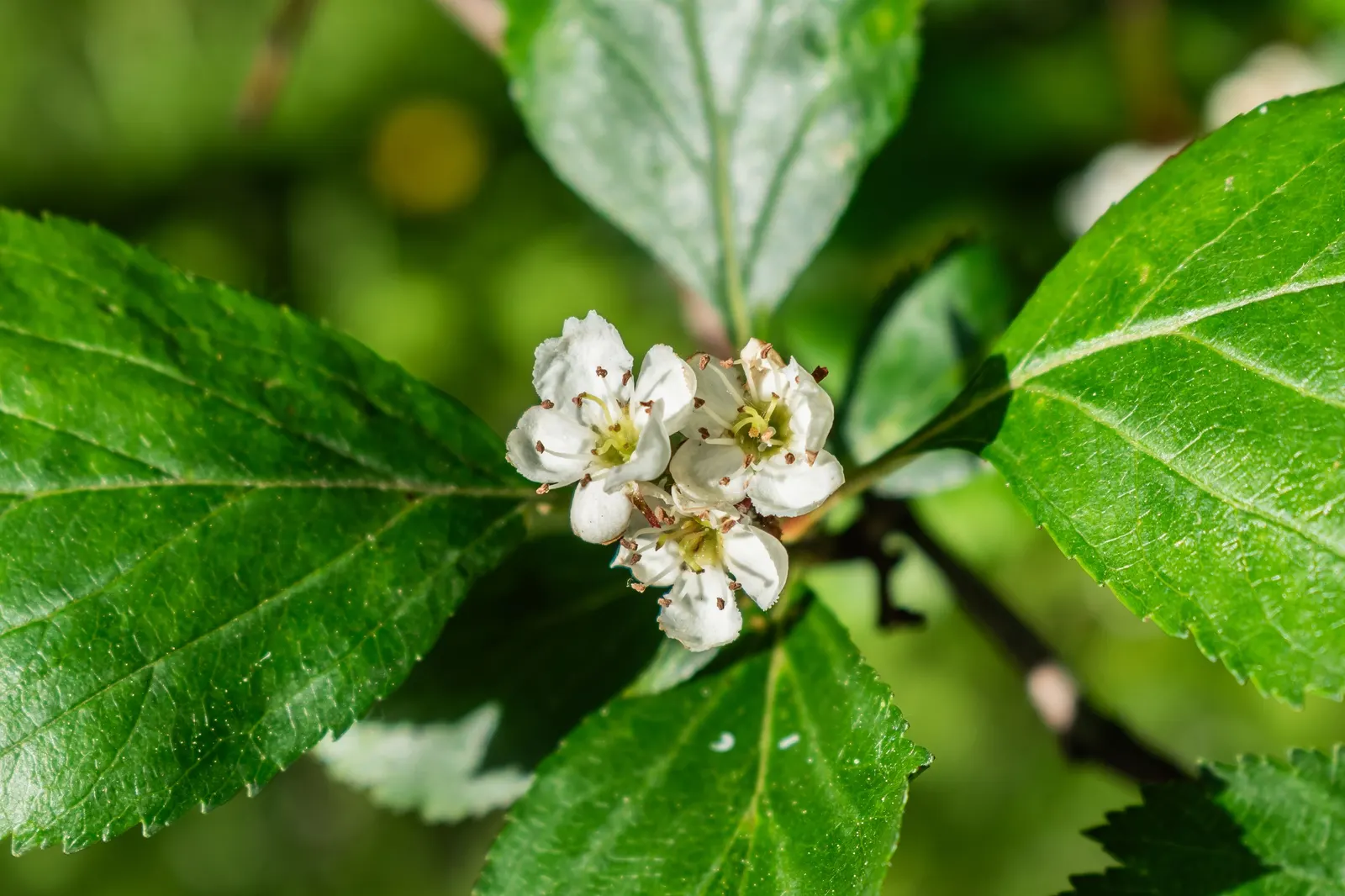 Black Hawthorn (Crataegus Douglasii) — Hardy in USDA zones 4-9, it thrives in full to partial sun with moderately moist soil; shrub for full