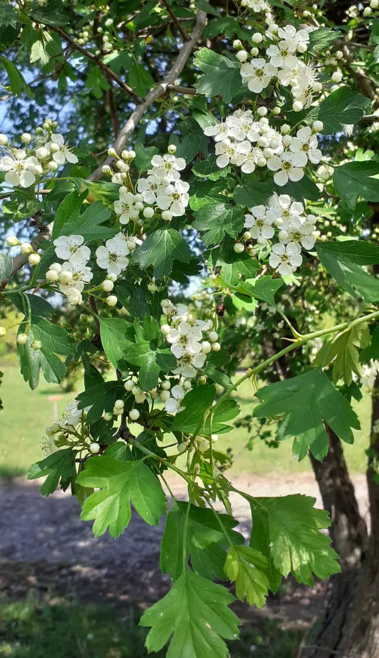 Black Hawthorn (Crataegus Douglasii) — clustered into showy inflorescences that attract pollinators and add a delightful fragrance to the garden air