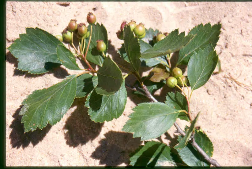 Black Hawthorn (Crataegus Douglasii) — the Black Hawthorn presents an upright; shrub with white blooms, image 61