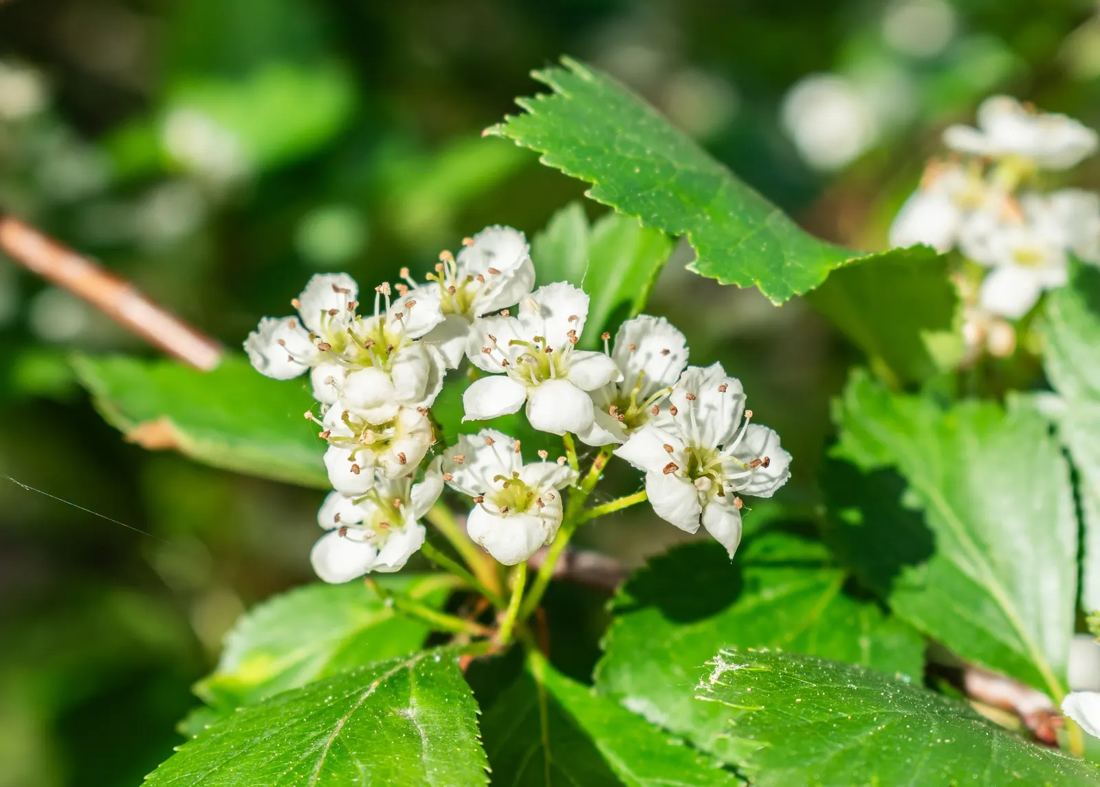 Black Hawthorn (Crataegus Douglasii) — the Black Hawthorn presents an upright; shrub with white blooms