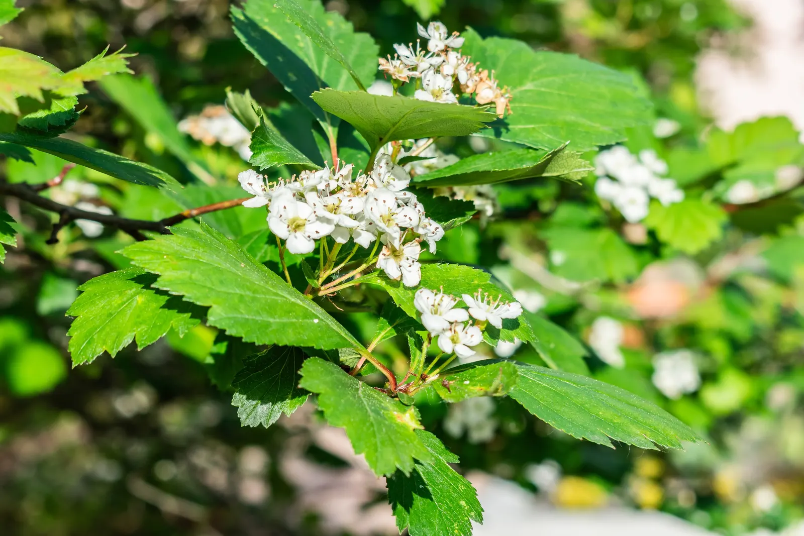 Black Hawthorn (Crataegus Douglasii) — approximately 0.5 inches in diameter; the shrub becomes a spectacle of white flowers