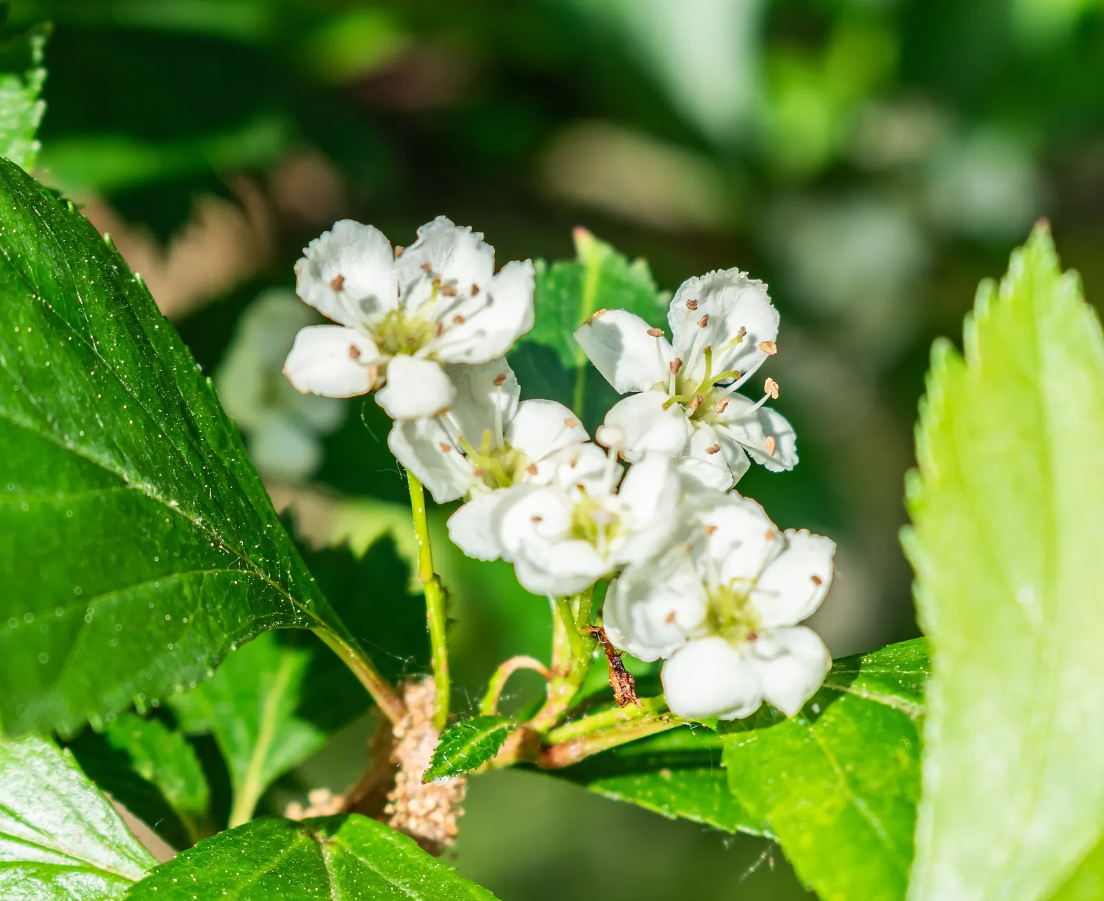 Black Hawthorn (Crataegus Douglasii) — Its dense branching hosts clusters of small, white flowers, giving way to dark purple-black berries