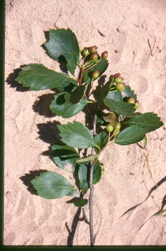 Black Hawthorn (Crataegus Douglasii) — Prized for wildlife value and hardiness; offering a natural defense barrier, image 55