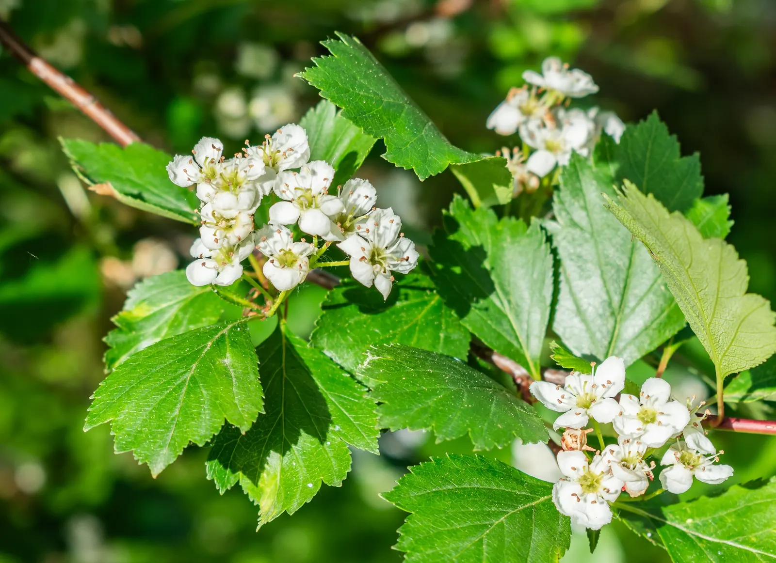 Black Hawthorn (Crataegus Douglasii) — shrub with white blooms; or yellow in fall.<br><br>In late spring to early summer