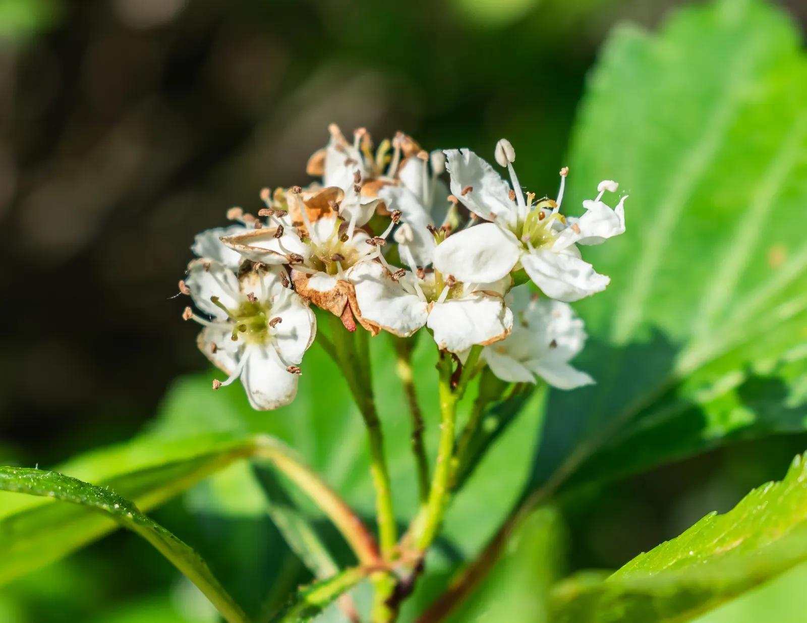 Black Hawthorn (Crataegus Douglasii) — is an ornamental and functional native shrub known for its rugged beauty and resilience; its dense branching hosts