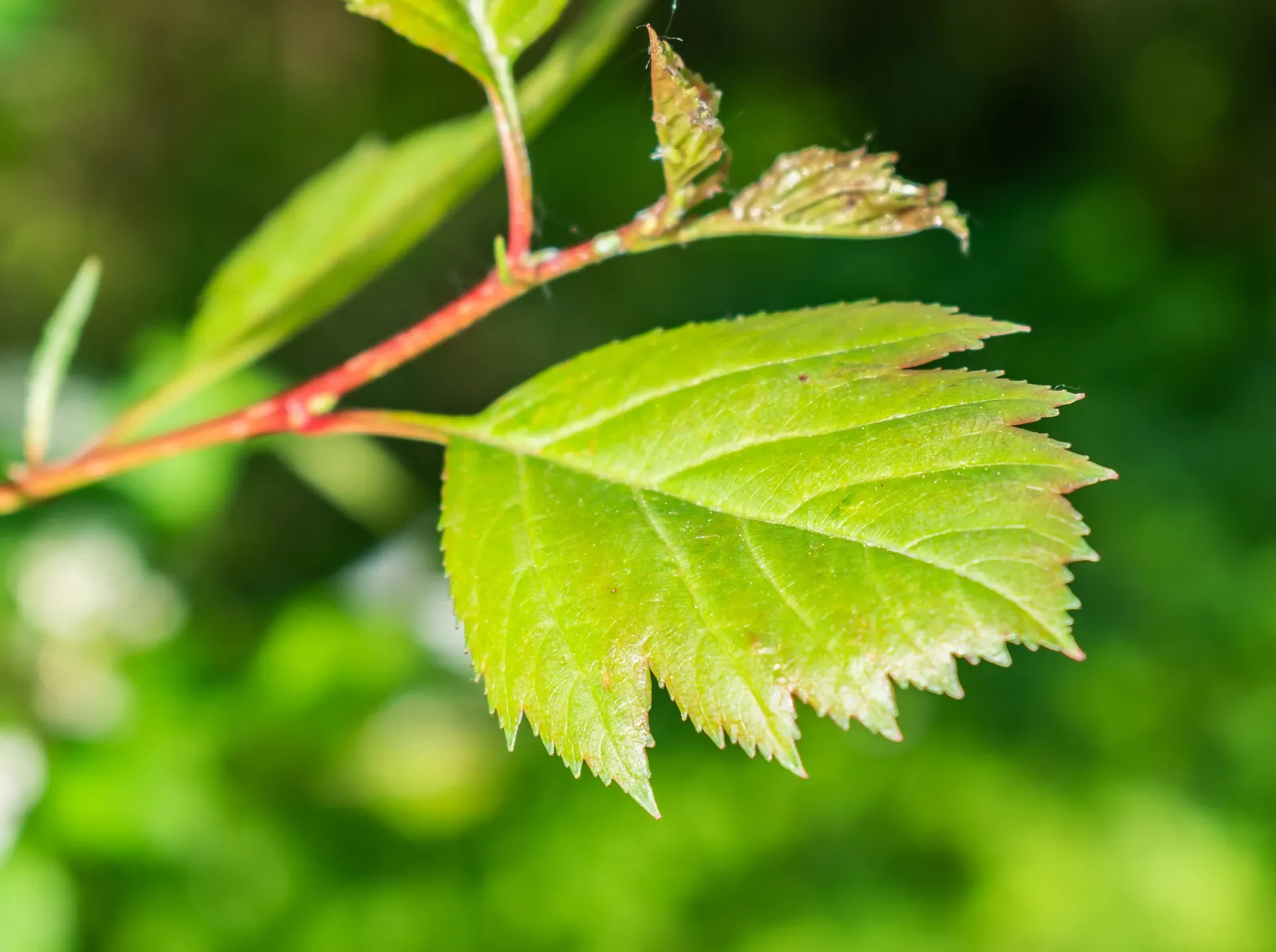 Black Hawthorn (Crataegus Douglasii) — offering invaluable food for local bird species.<br><br>Well-suited for use as a wildlife habitat; prized for wildlife