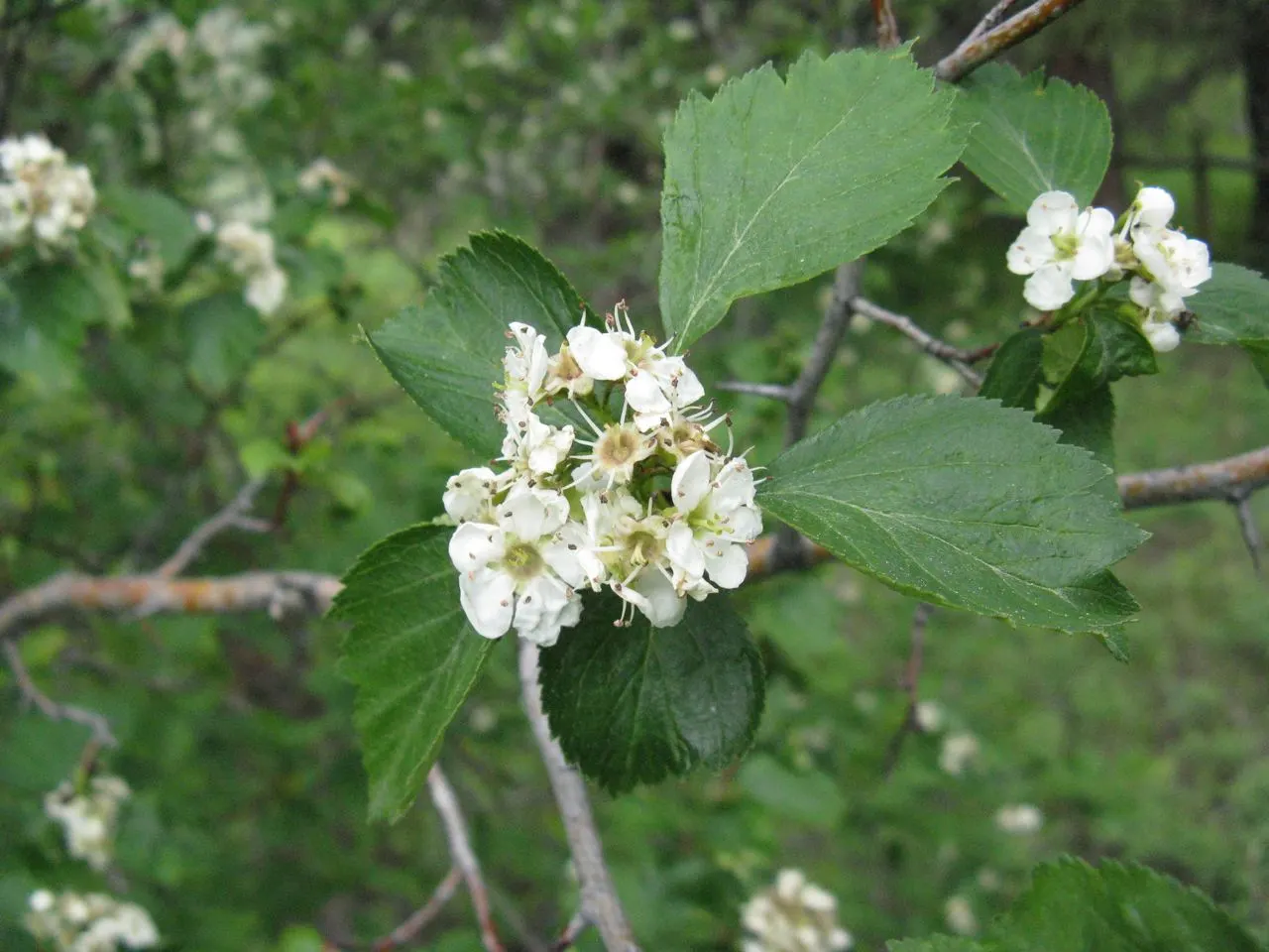 Black Hawthorn (Crataegus Douglasii) — and a stately yet wild character that few other plants can match