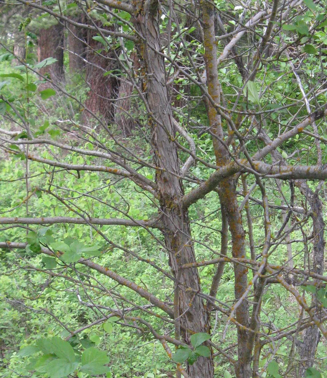 Black Hawthorn (Crataegus Douglasii) — offering invaluable food for local bird species.<br><br>Well-suited for use as a wildlife habitat
