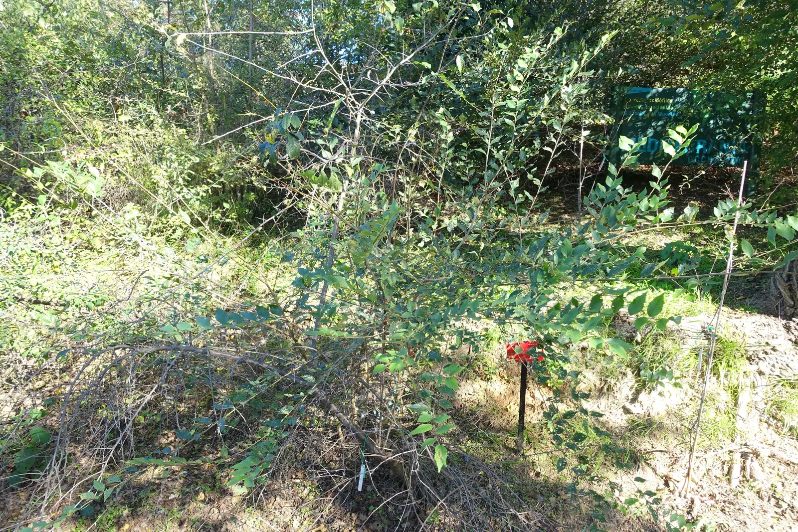 Black Hawthorn (Crataegus Douglasii) — Prized for wildlife value and hardiness