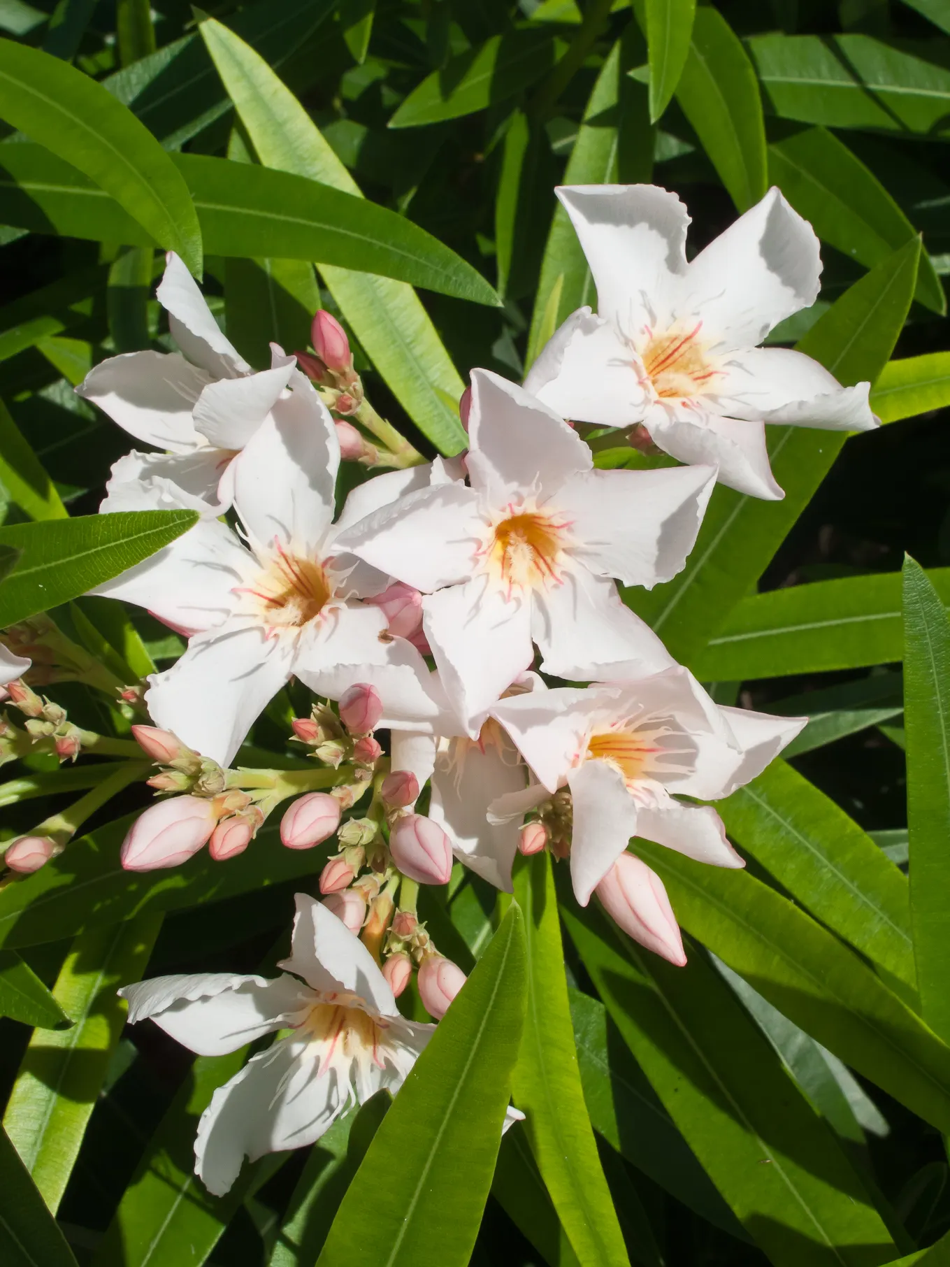 Petite Salmon Oleander (Nerium 'Petite Salmon') — it becomes more drought-tolerant.<br><br>The vibrant flowers of the 'Petite Salmon'