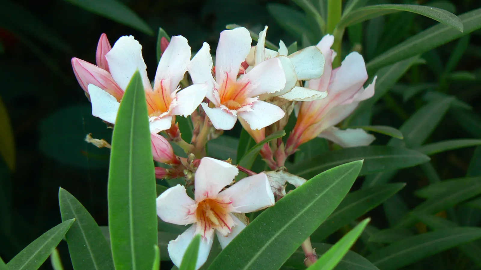 Petite Salmon Oleander (Nerium 'Petite Salmon') — is a captivating semi-dwarf evergreen shrub renowned for its striking salmon-pink blooms