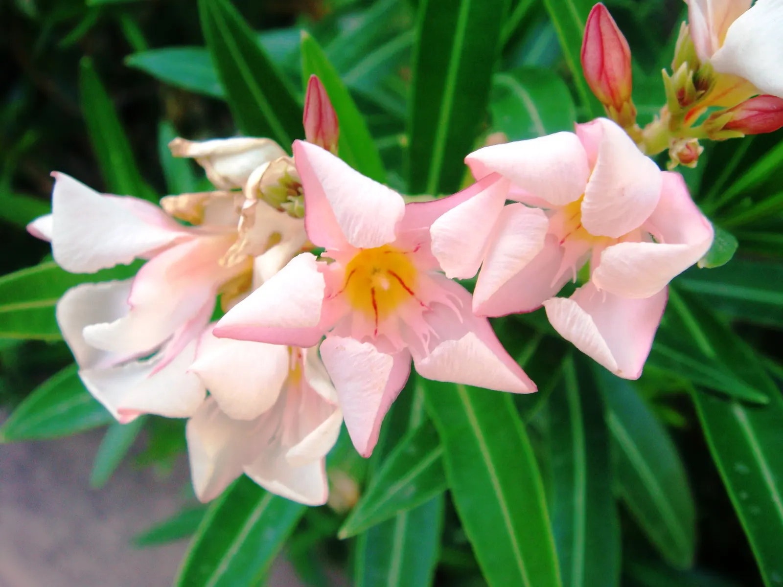 Petite Salmon Oleander (Nerium 'Petite Salmon') — appearing from late spring through fall