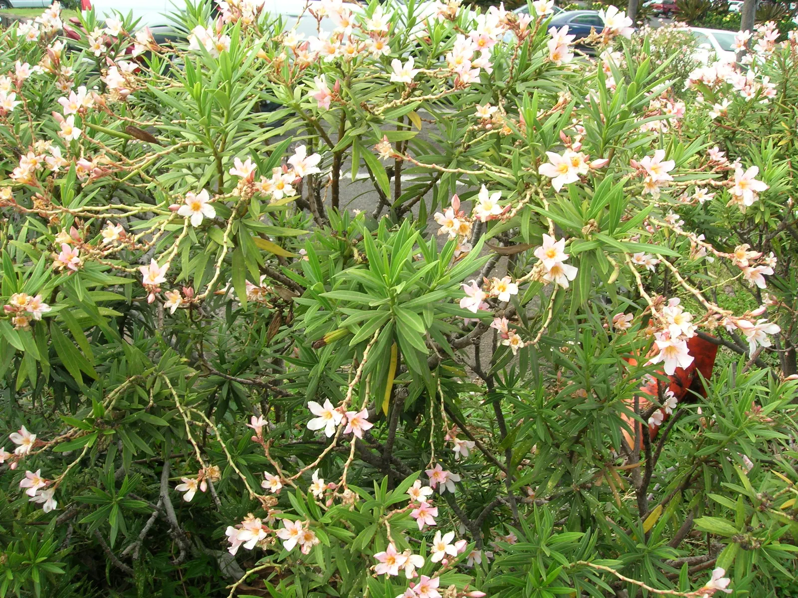 Petite Salmon Oleander (Nerium 'Petite Salmon') — displaying a high tolerance to heat and thriving in full sun exposures
