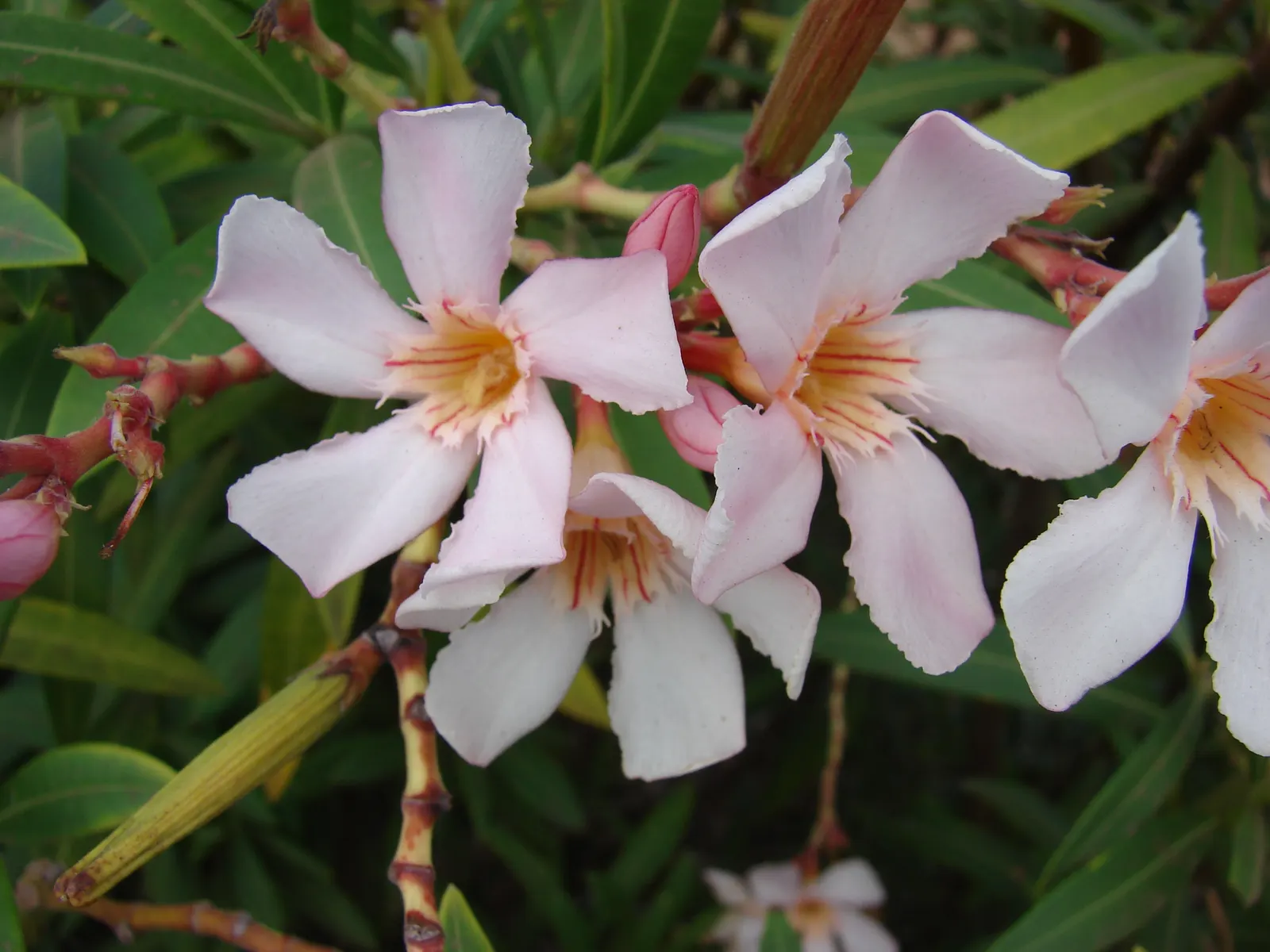 Petite Salmon Oleander (Nerium 'Petite Salmon') — This dwarf evergreen shrub matures around 2-3 feet tall and wide