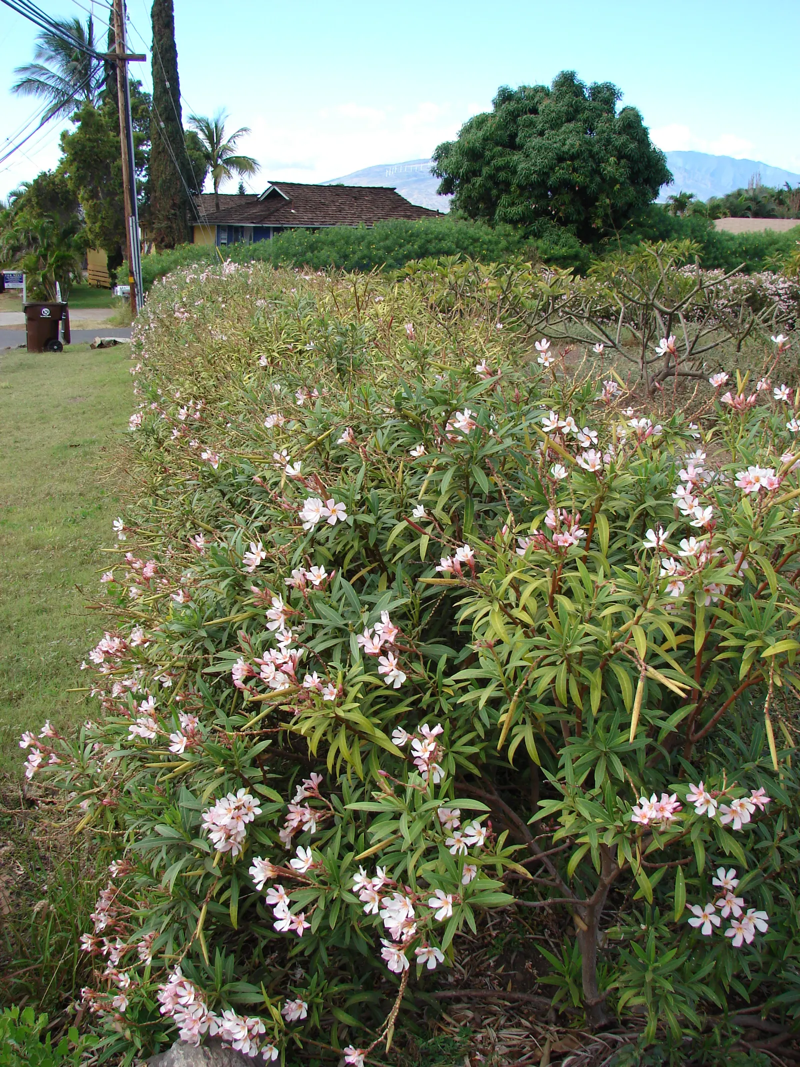 Petite Salmon Oleander (Nerium 'Petite Salmon') — perfect for small hedges or container gardens