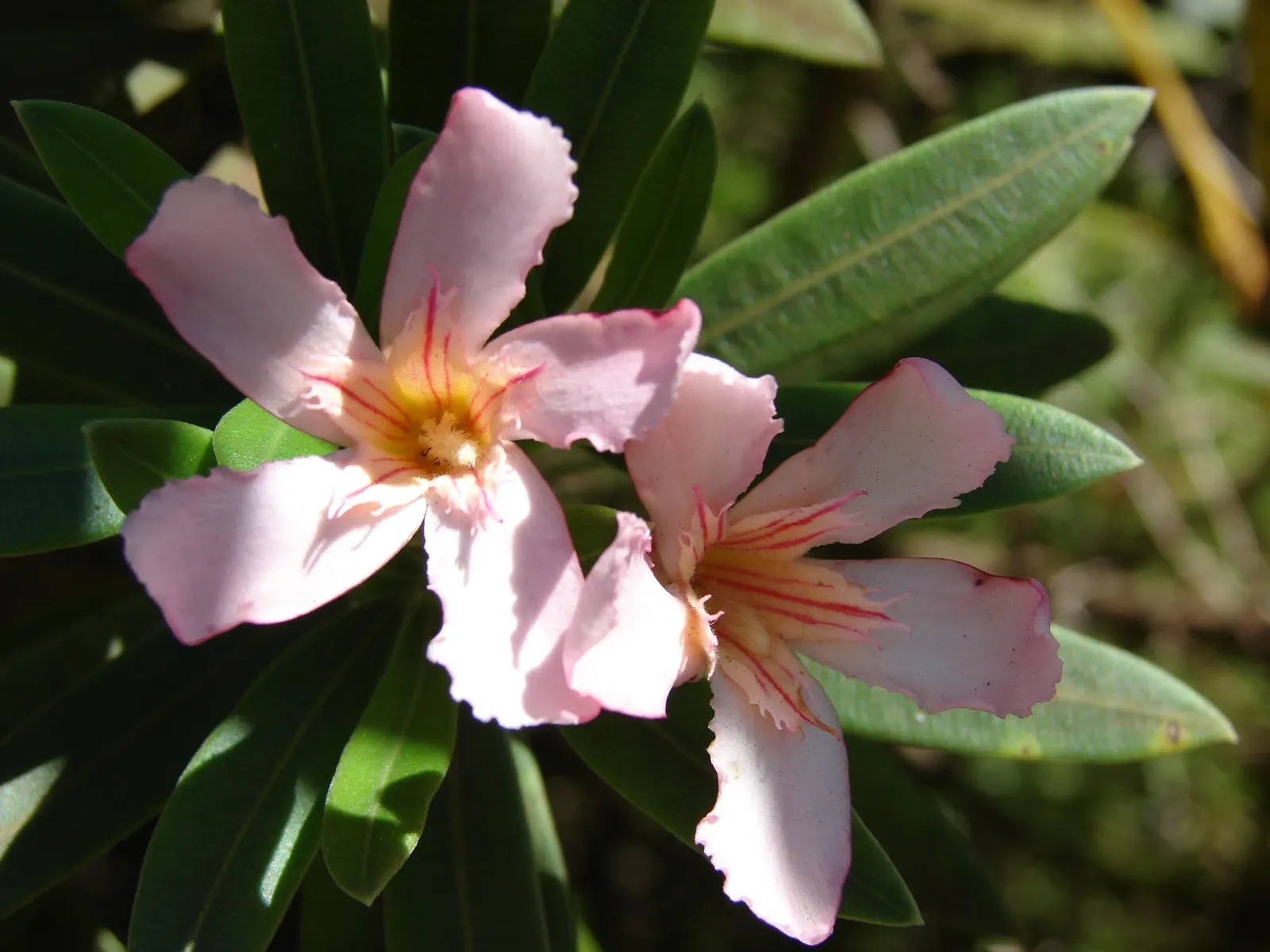 Petite Salmon Oleander (Nerium 'Petite Salmon') — It requires relatively low maintenance