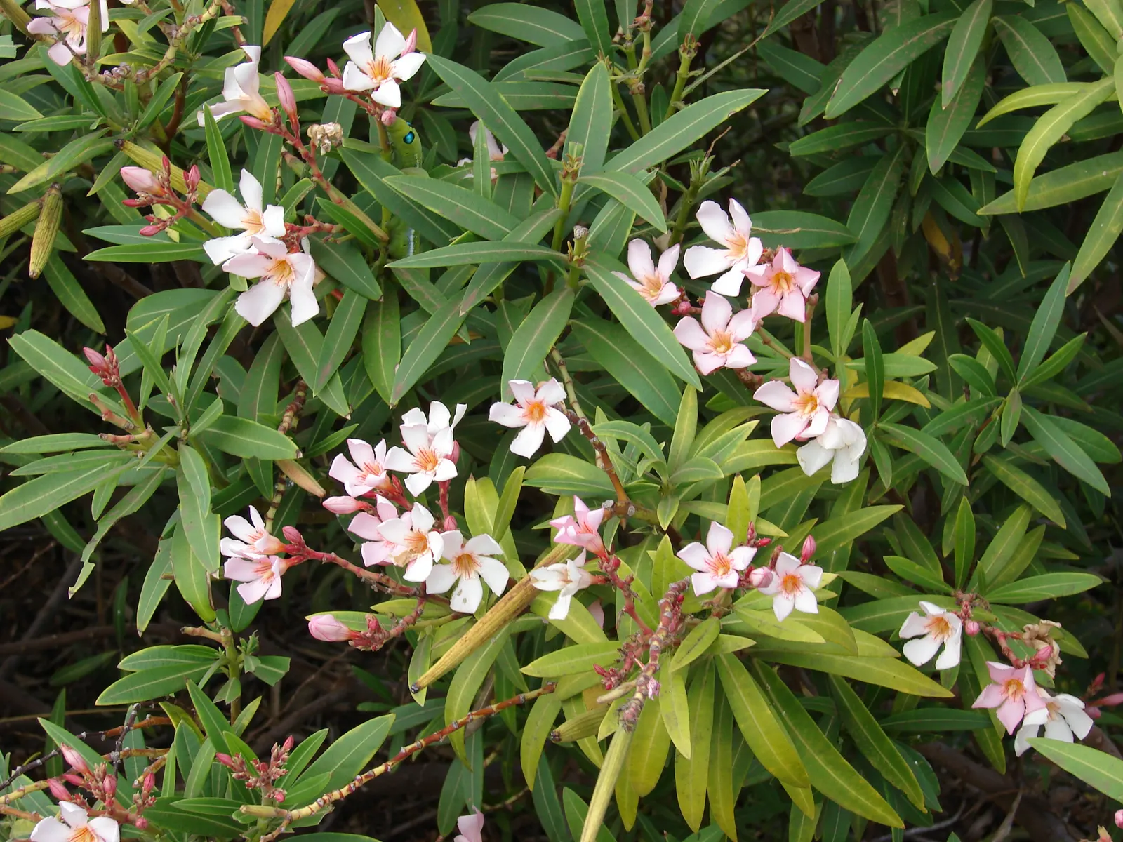 Petite Salmon Oleander (Nerium 'Petite Salmon') — Suitable for USDA zones 8-10, it thrives in full sun to partial shade