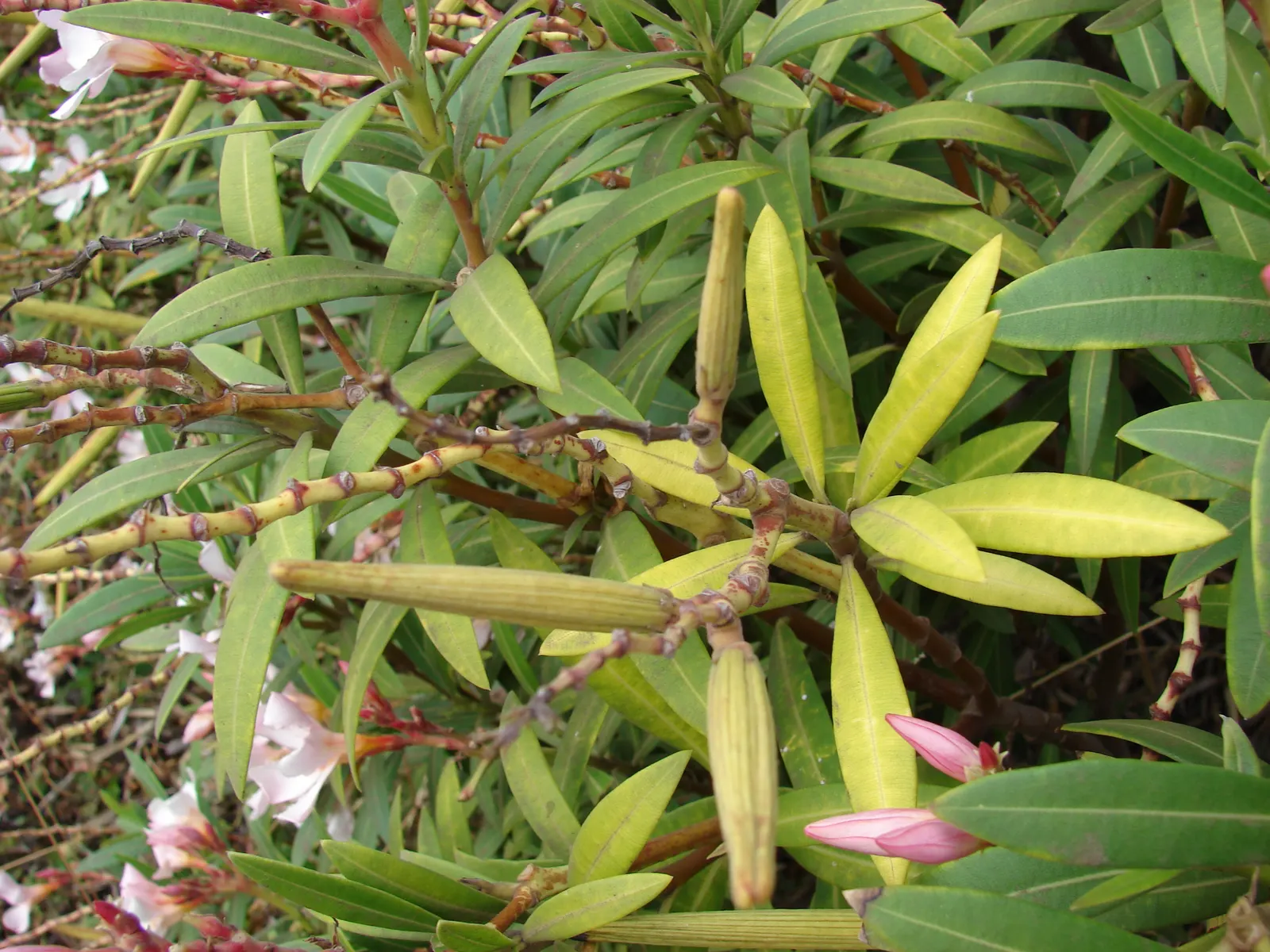 Petite Salmon Oleander (Nerium 'Petite Salmon') — typically reaching a modest height of 4 to 6 feet with a similar spread