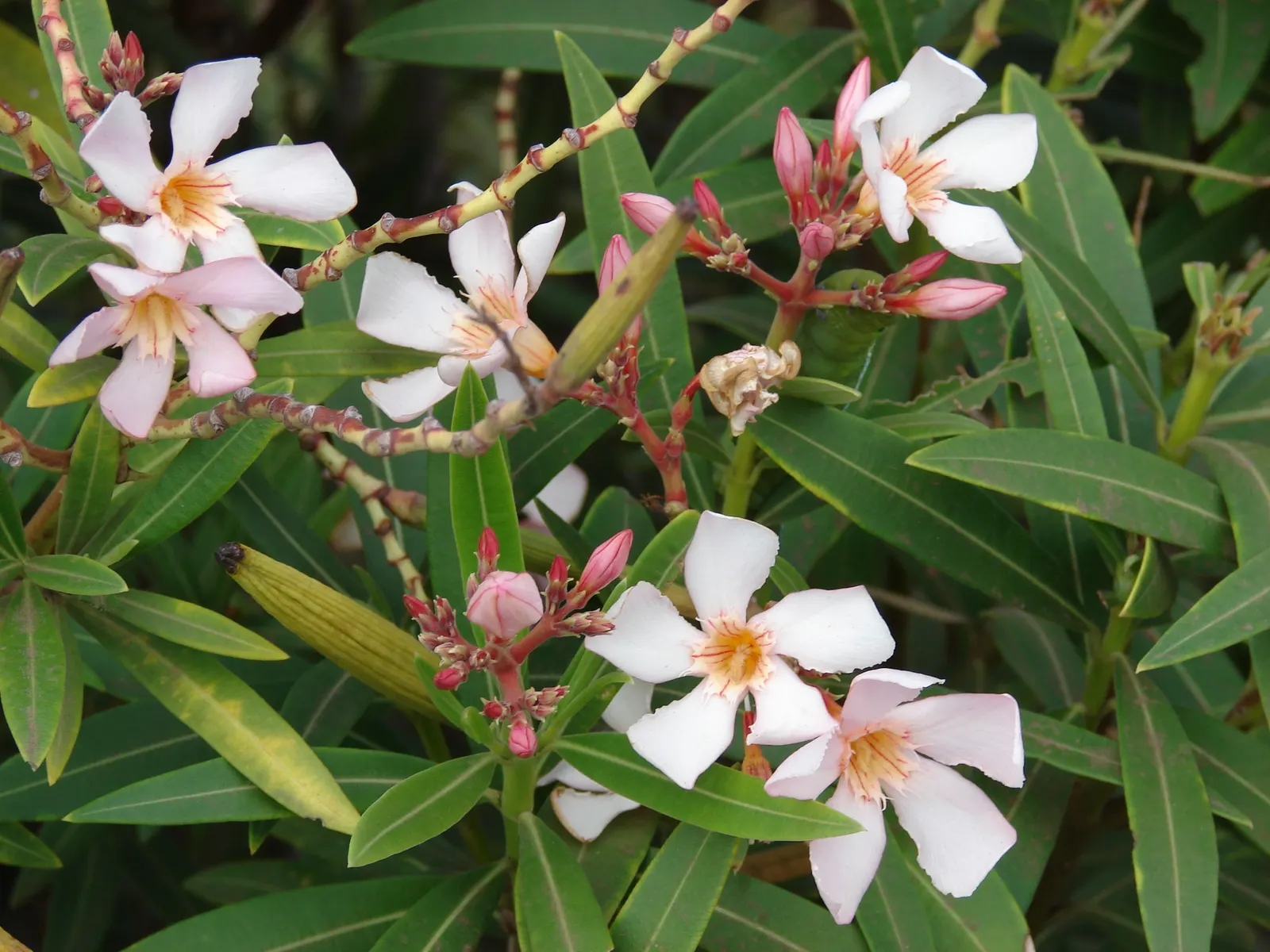 Petite Salmon Oleander (Nerium 'Petite Salmon') — commonly referred to as the Petite Salmon Oleander