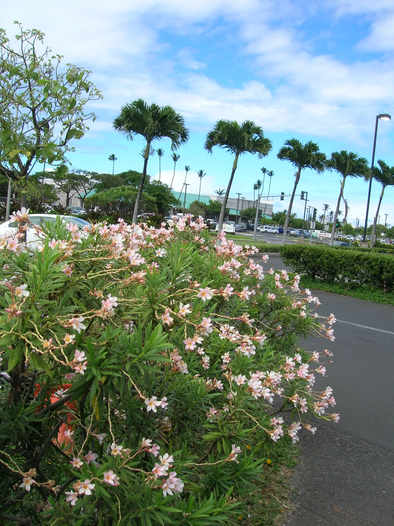 Petite Salmon Oleander (Nerium 'Petite Salmon') — Requires well-drained soil and once established, has moderate drought tolerance
