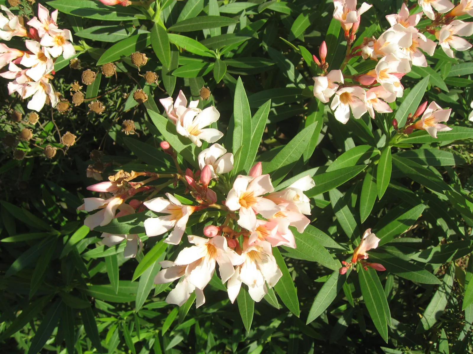 Petite Salmon Oleander (Nerium 'Petite Salmon') — This cultivar is particularly sought after for its compact growth habit