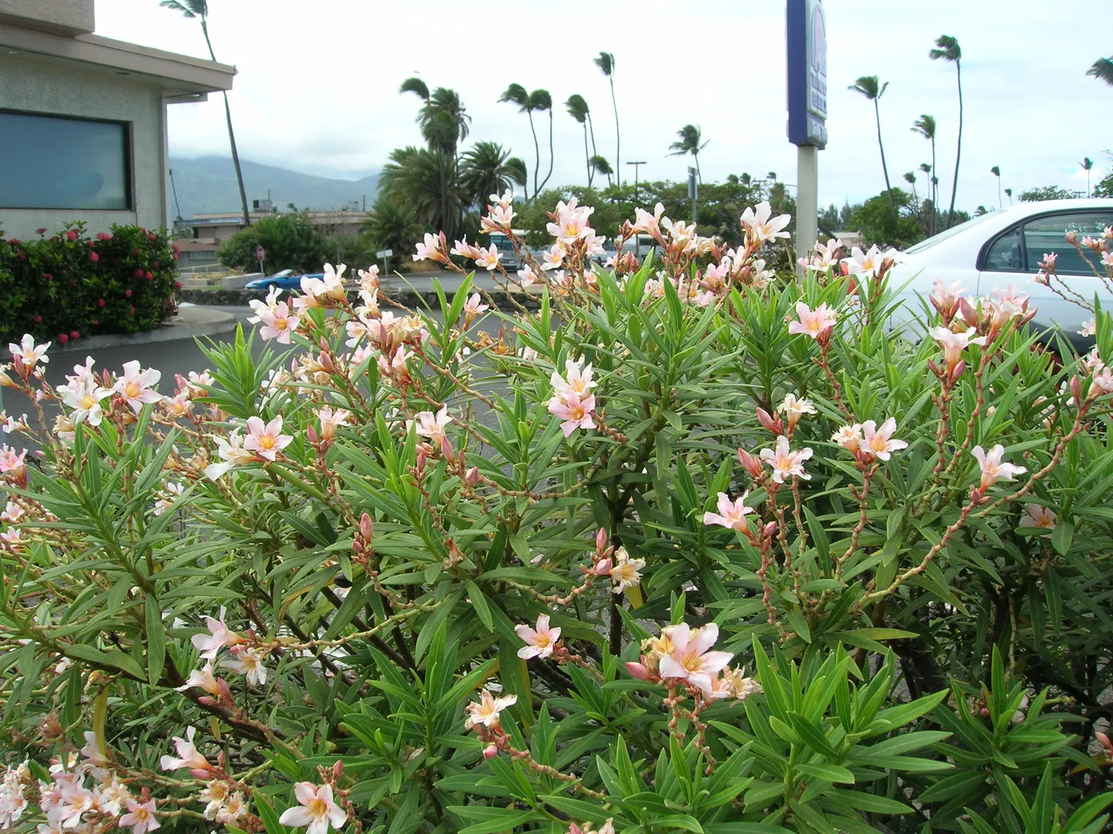 Petite Salmon Oleander (Nerium 'Petite Salmon') — Toxic if ingested, handle with care around pets and children
