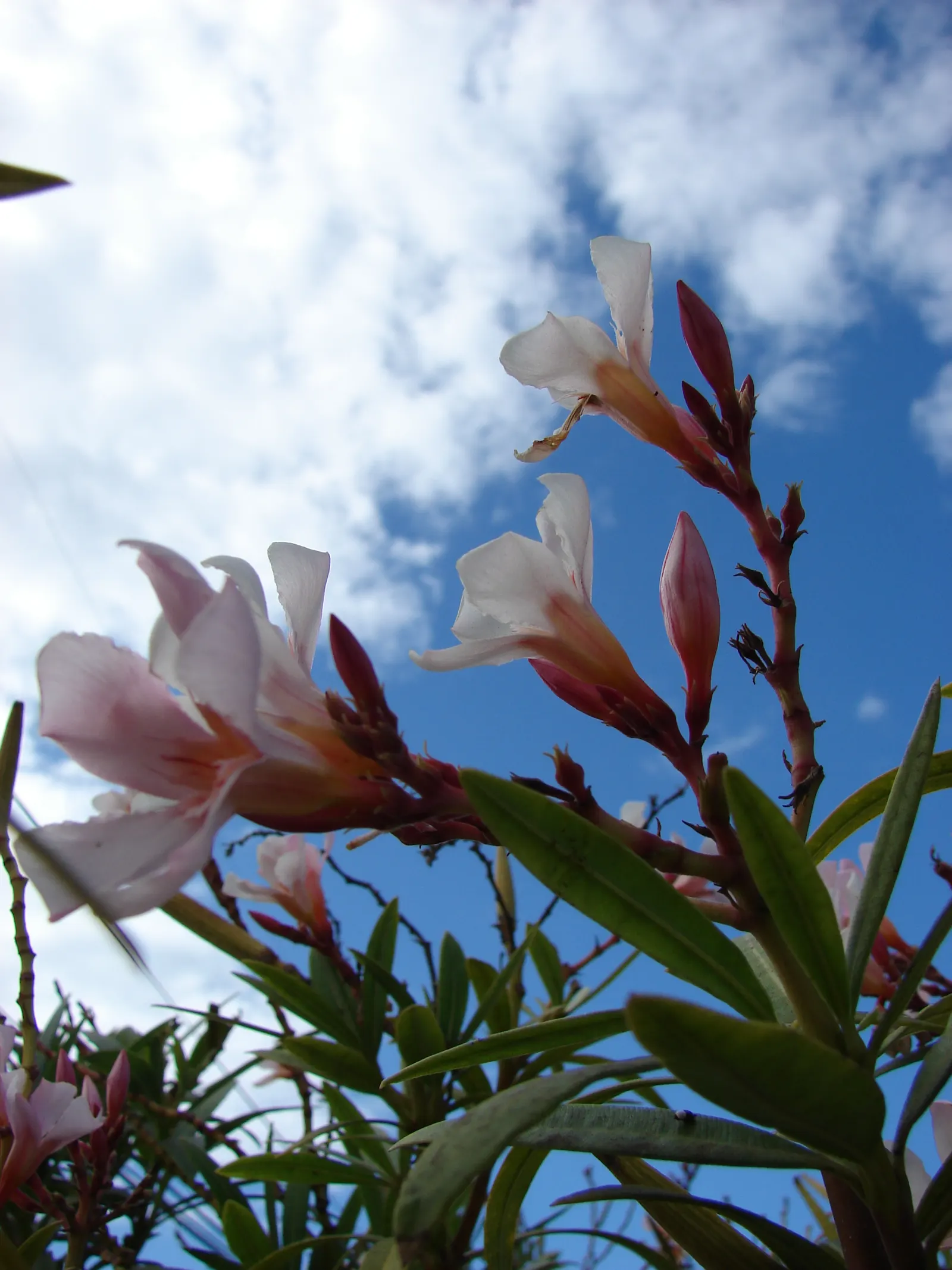 Petite Salmon Oleander (Nerium 'Petite Salmon') — The Nerium 'Petite Salmon' offers a compact form with lush green leaves and abundant salmon-pink blooms