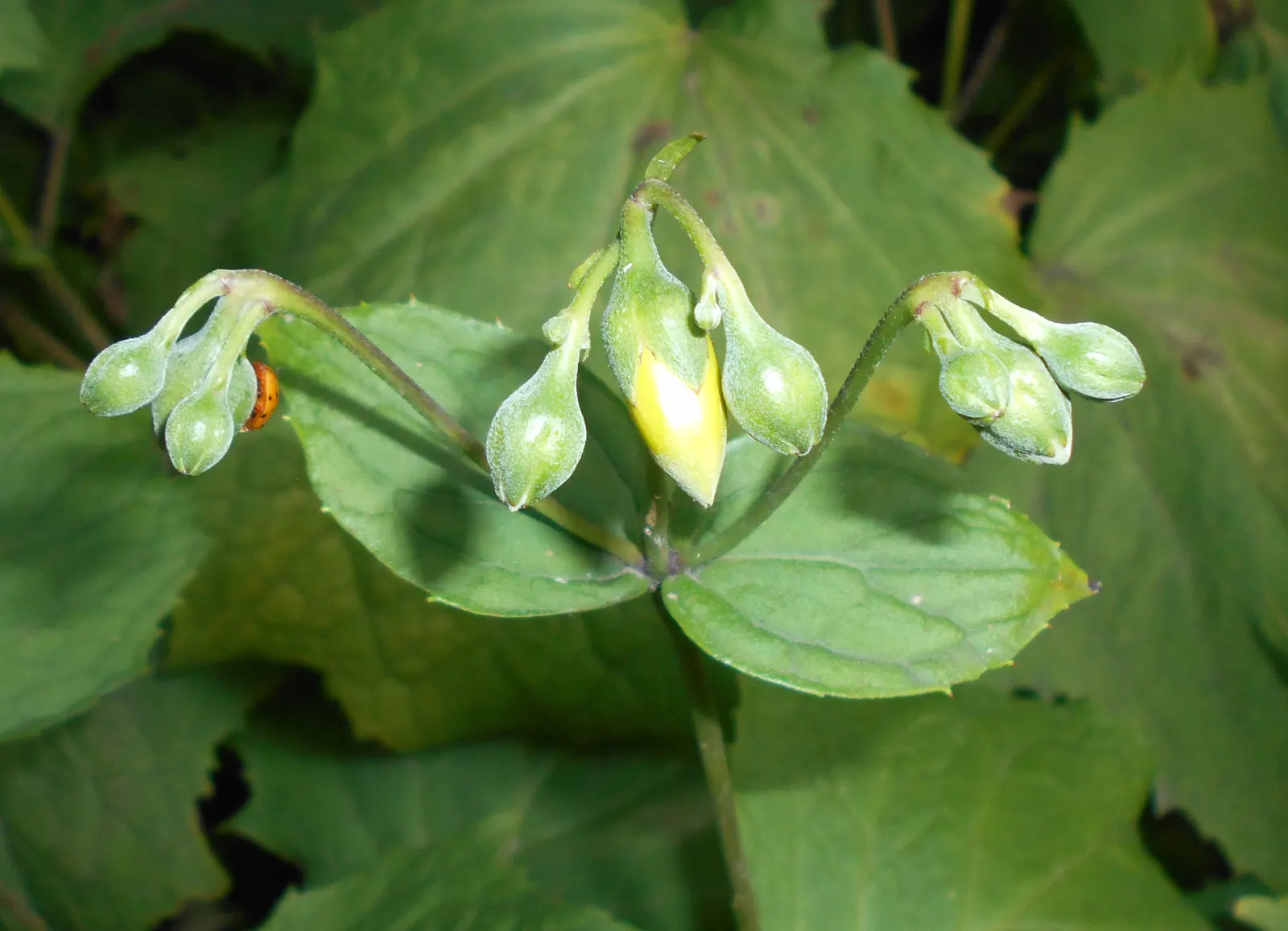 Yellow Waxbells (Kirengeshoma Palmata) — Hardy in Zones 5 to 8, it offers visual interest and attracts pollinators with minimal maintenance required