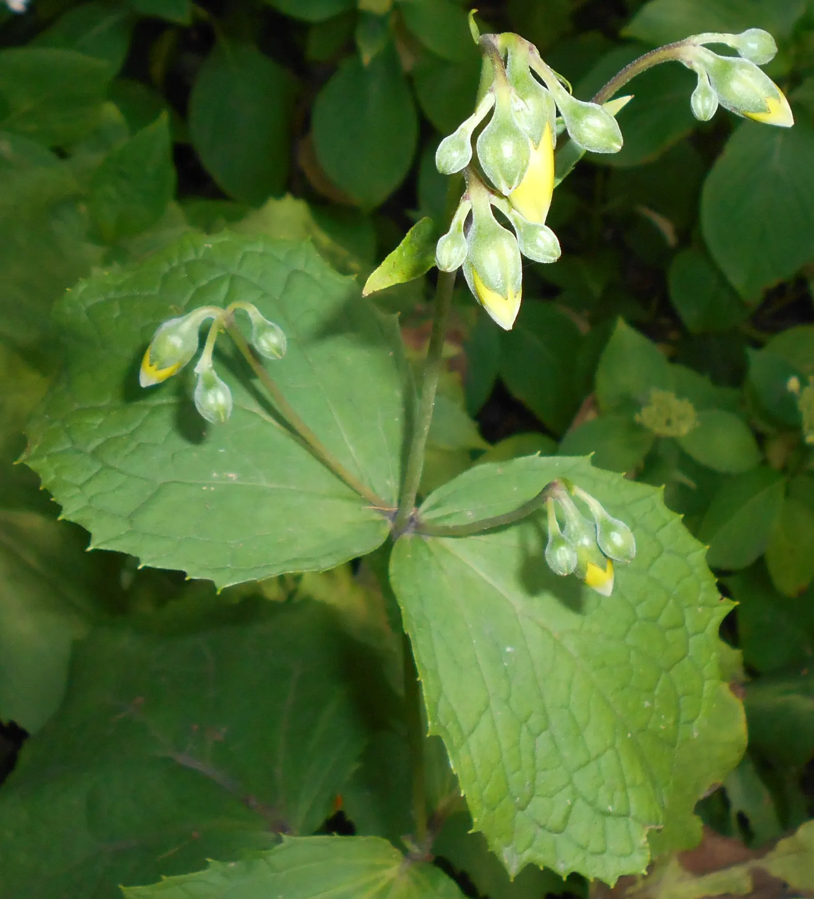 Yellow Waxbells (Kirengeshoma Palmata) — This plant is fond of dappled to full shade and favors well-draining