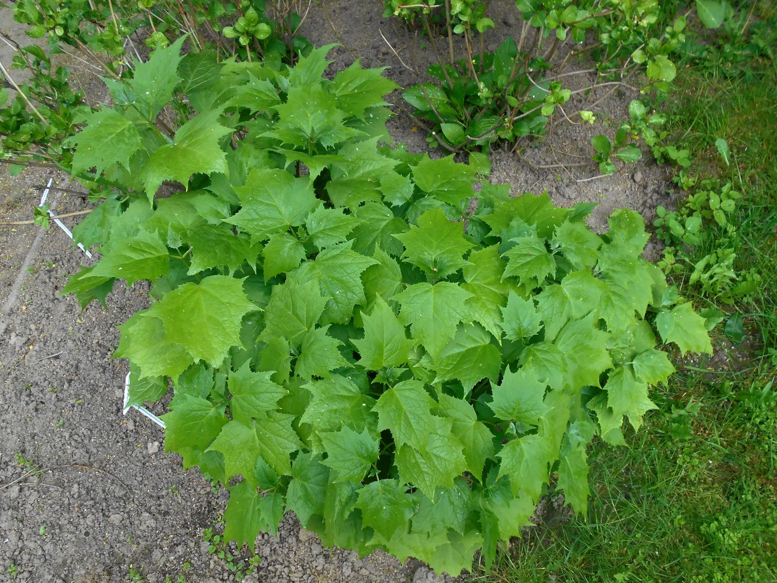 Yellow Waxbells (Kirengeshoma Palmata) — commonly referred to as Yellow Waxbells
