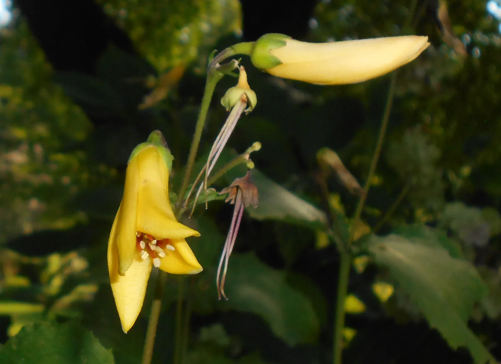 Yellow Waxbells (Kirengeshoma Palmata) — waxy bell-shaped flowers in late summer to early fall