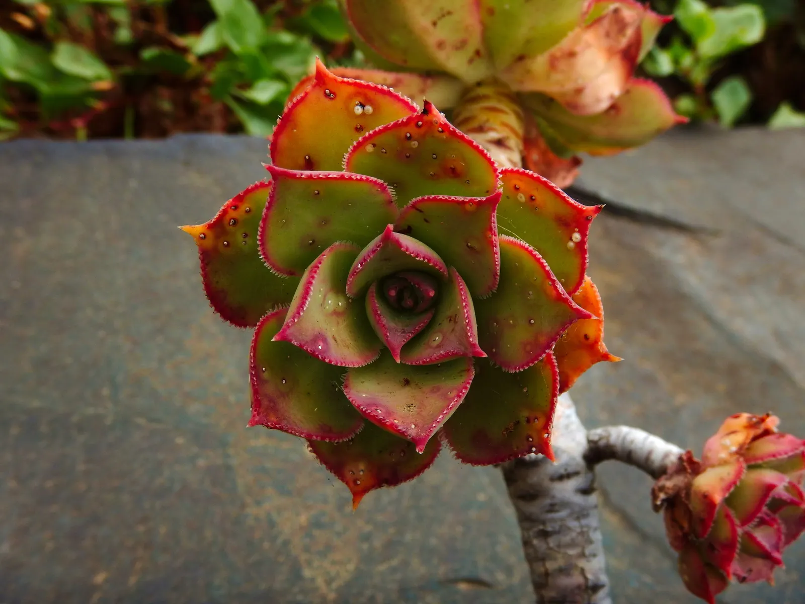 Kiwi Aeonium (Aeonium 'Kiwi') — This hardy perennial thrives in well-draining soil and full to partial sunlight