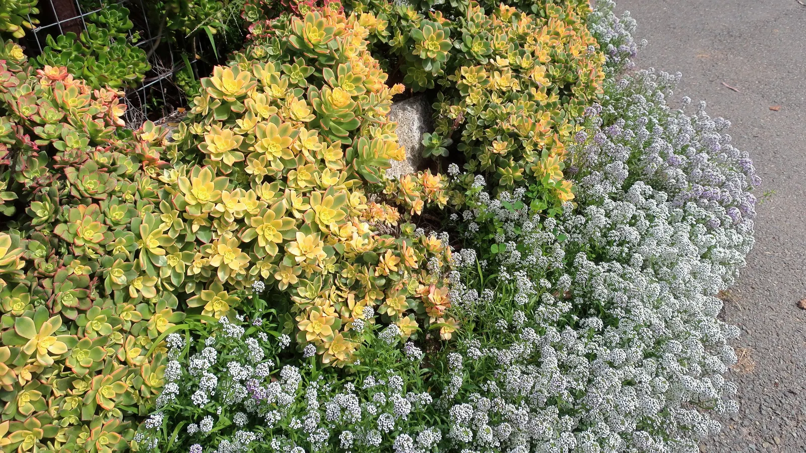 Kiwi Aeonium (Aeonium 'Kiwi') — The Aeonium 'Kiwi' is a striking succulent that features rosettes of fleshy