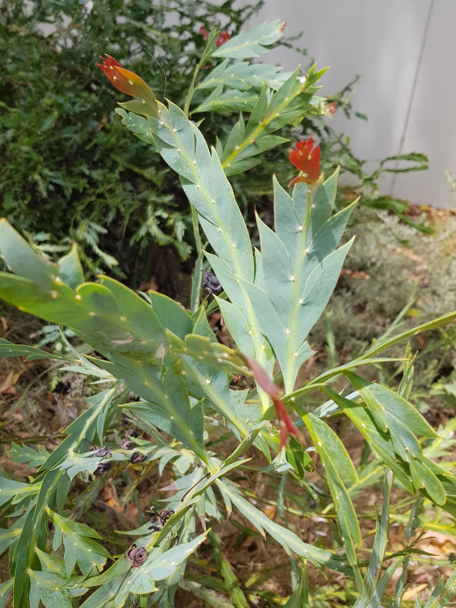 Clay Wattle (Acacia Glaucoptera) — serve both as leaves and stems