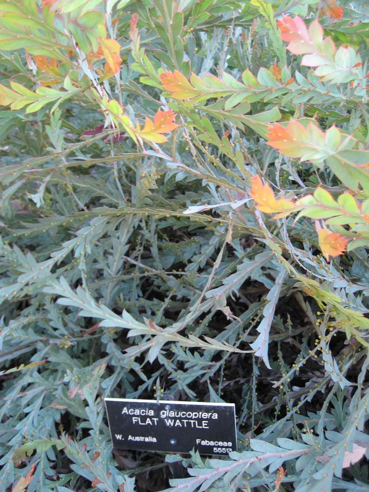 Clay Wattle (Acacia Glaucoptera) — expect a profusion of vibrant yellow