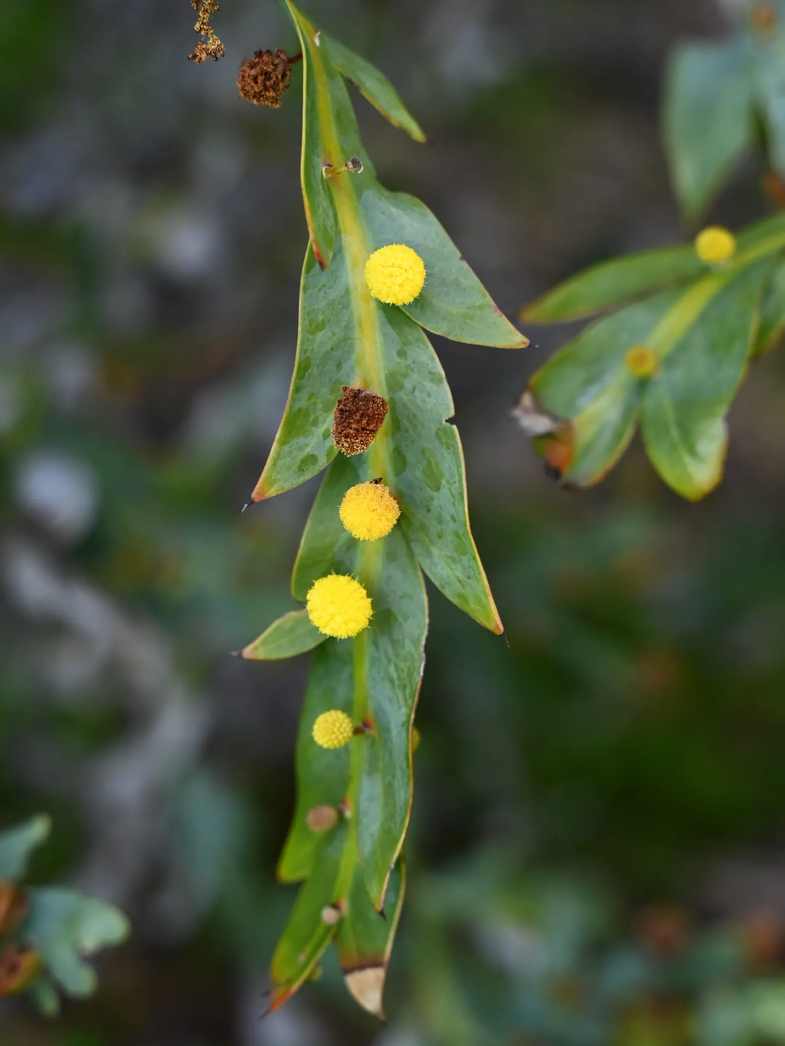 Clay Wattle (Acacia Glaucoptera) — notable for its winged phyllodes instead of typical leaves