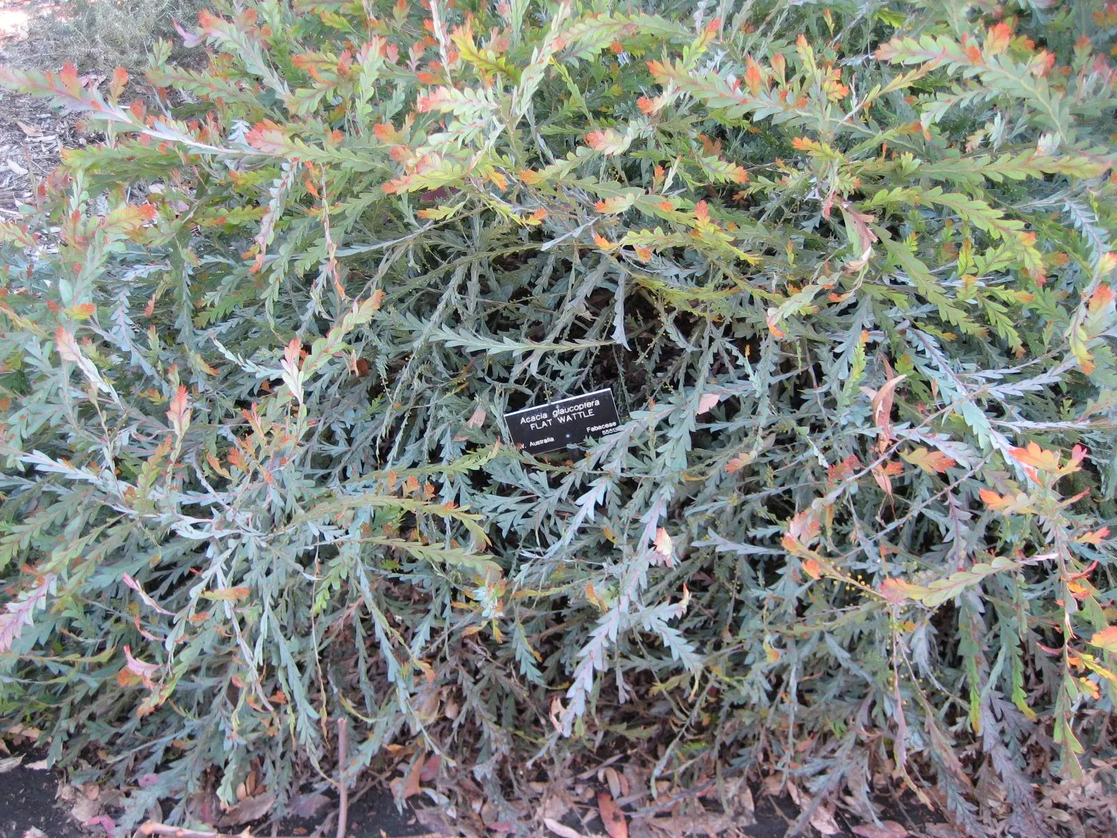 Clay Wattle (Acacia Glaucoptera) — offering a compact shape ideal for smaller garden designs or as a standout specimen in larger landscapes