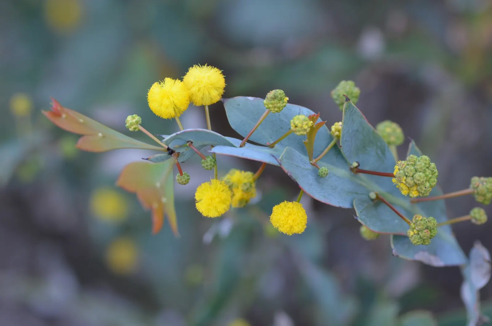 Clay Wattle (Acacia Glaucoptera) — is an intriguing and visually striking species