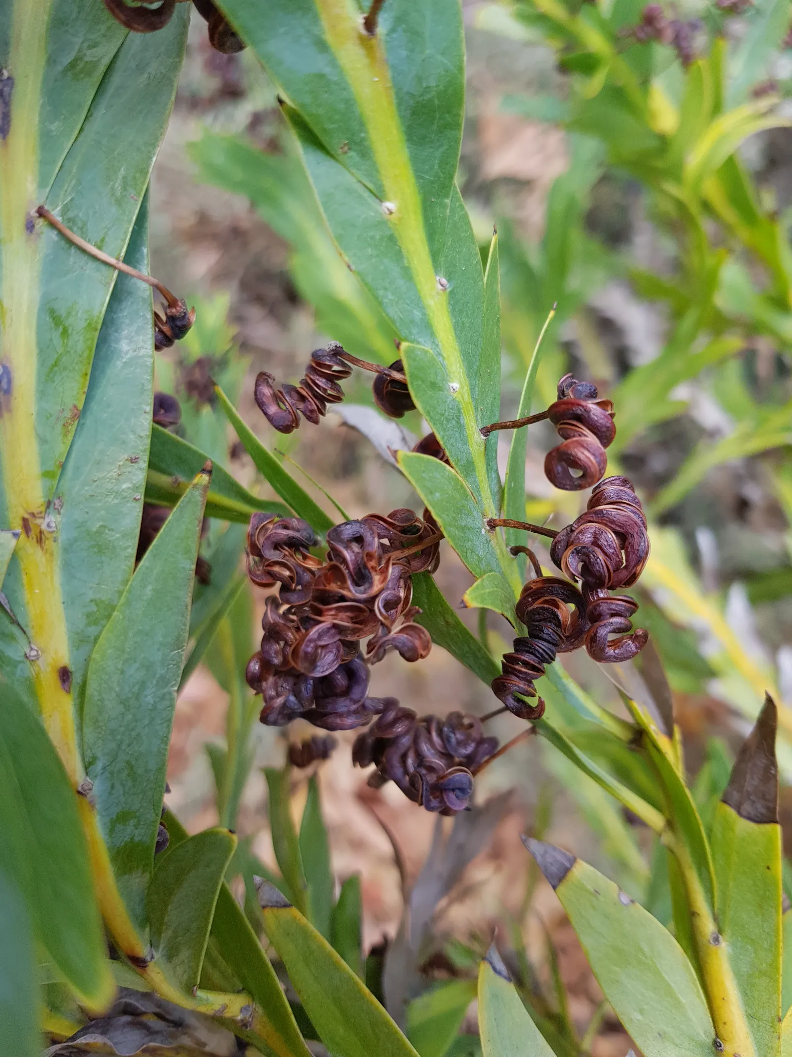 Clay Wattle (Acacia Glaucoptera) — typically about 4 to 8 inches long