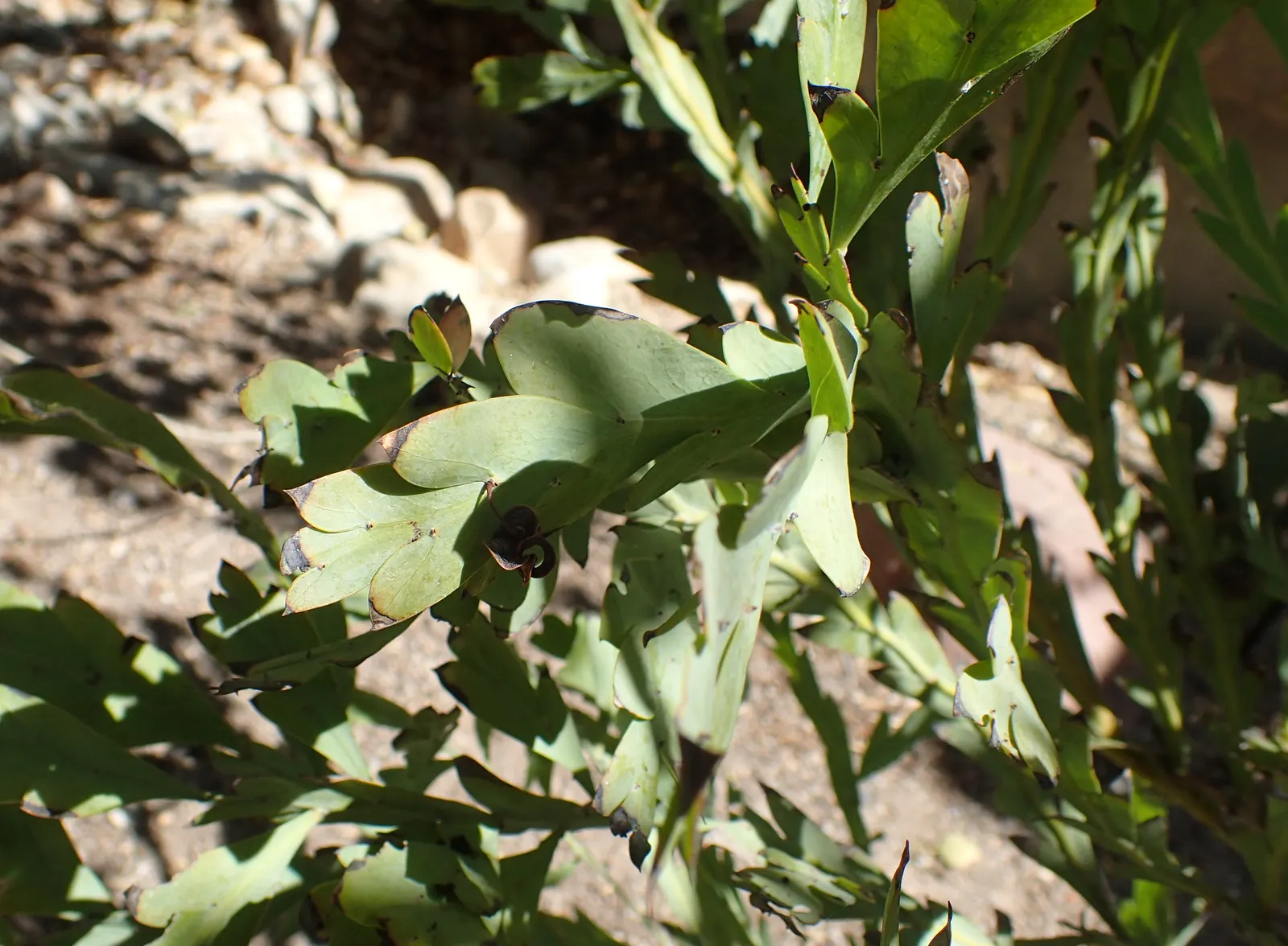 Clay Wattle (Acacia Glaucoptera) — an evergreen shrub native to Australia