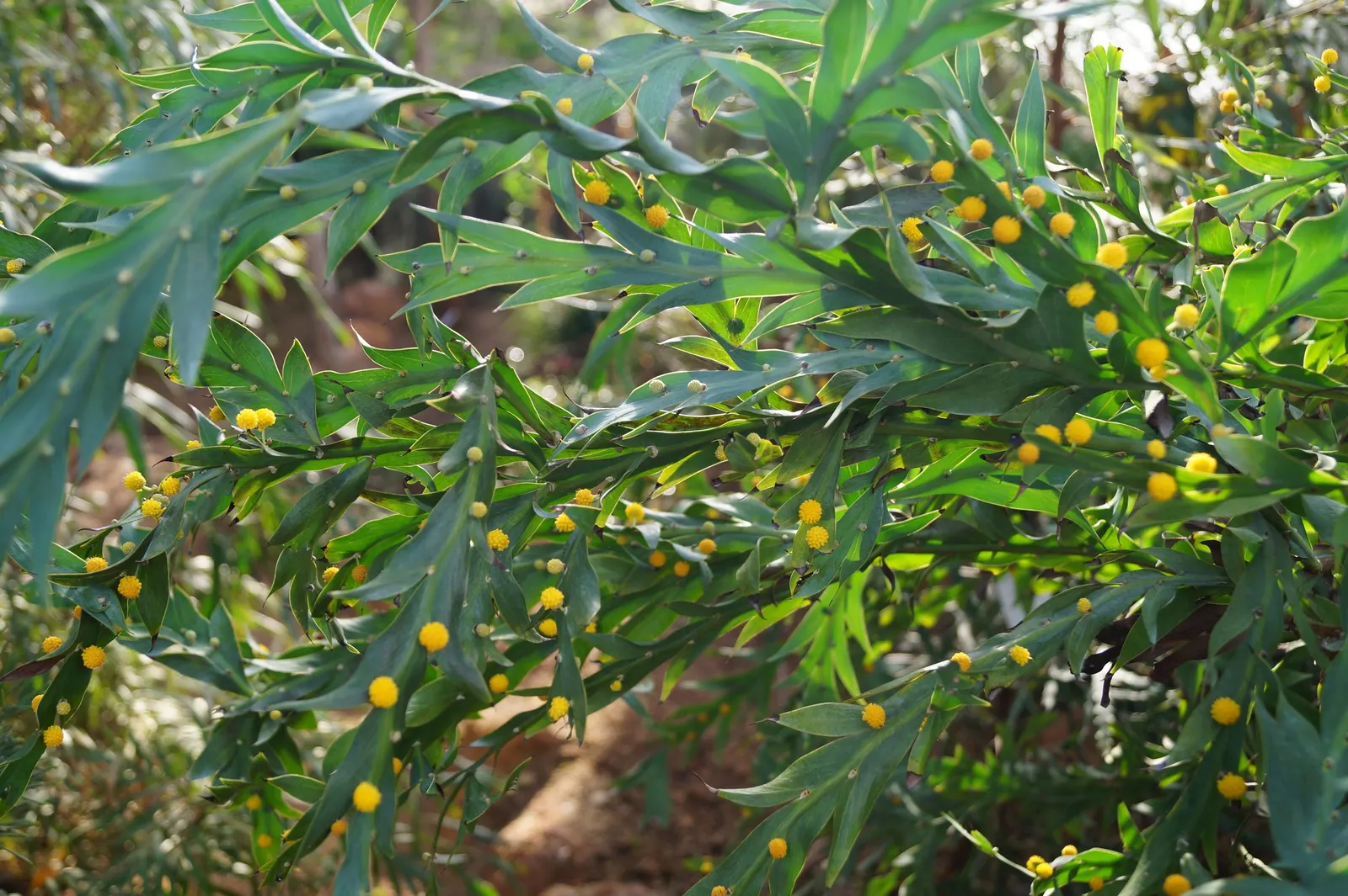 Clay Wattle (Acacia Glaucoptera) — blue-green phyllodes that resemble wings
