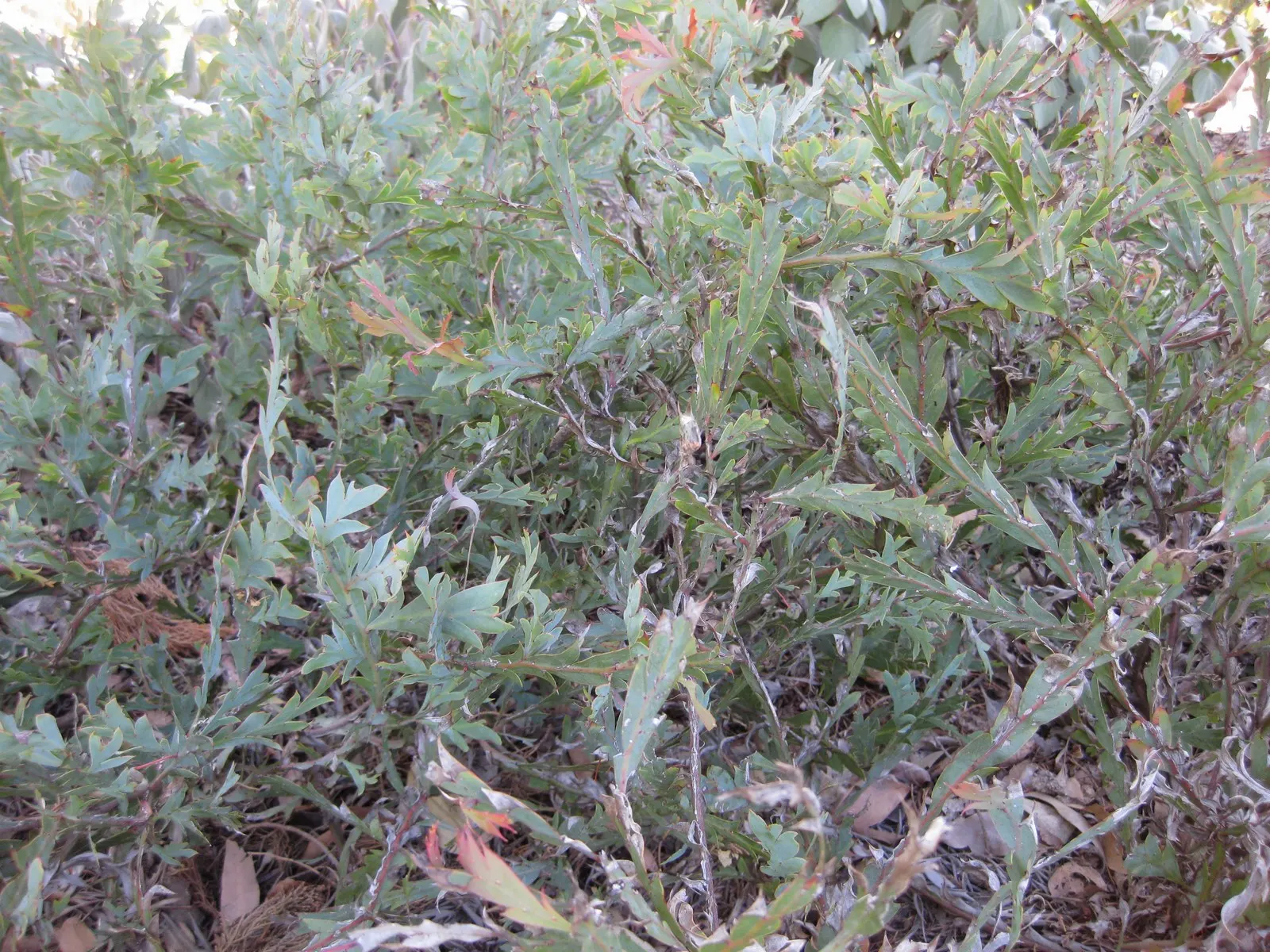 Clay Wattle (Acacia Glaucoptera) — is an eye-catching Australian shrub