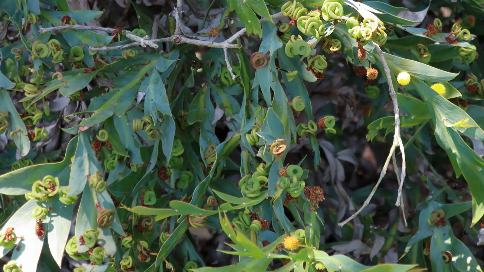 Clay Wattle (Acacia Glaucoptera) — preferring full sun to partial shade