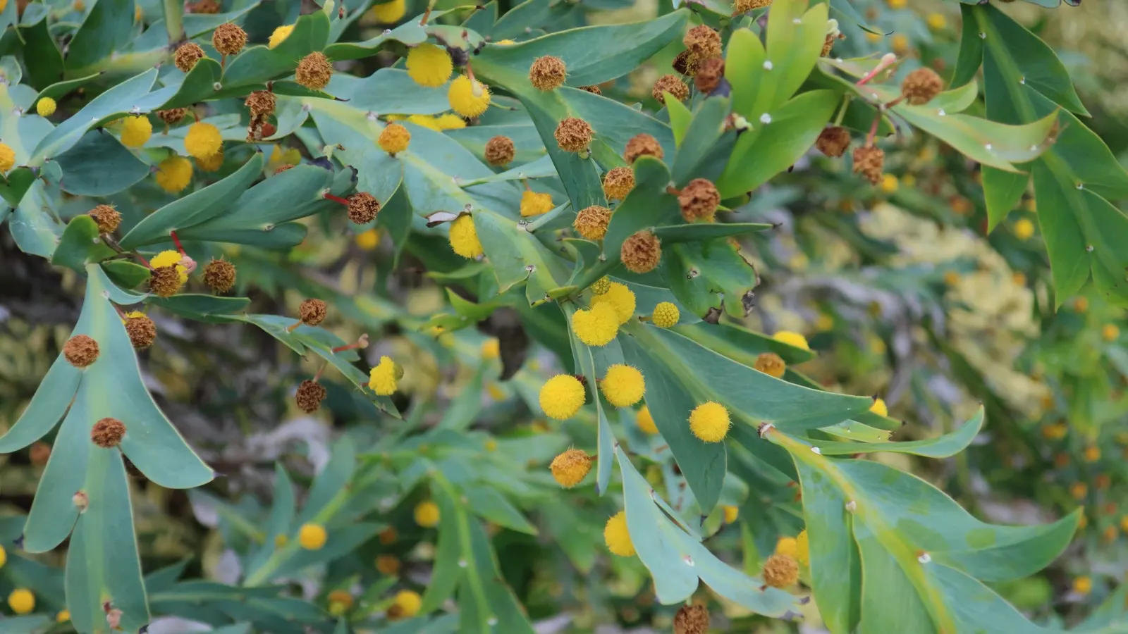 Clay Wattle (Acacia Glaucoptera) — giving a sculptural presence in any landscape