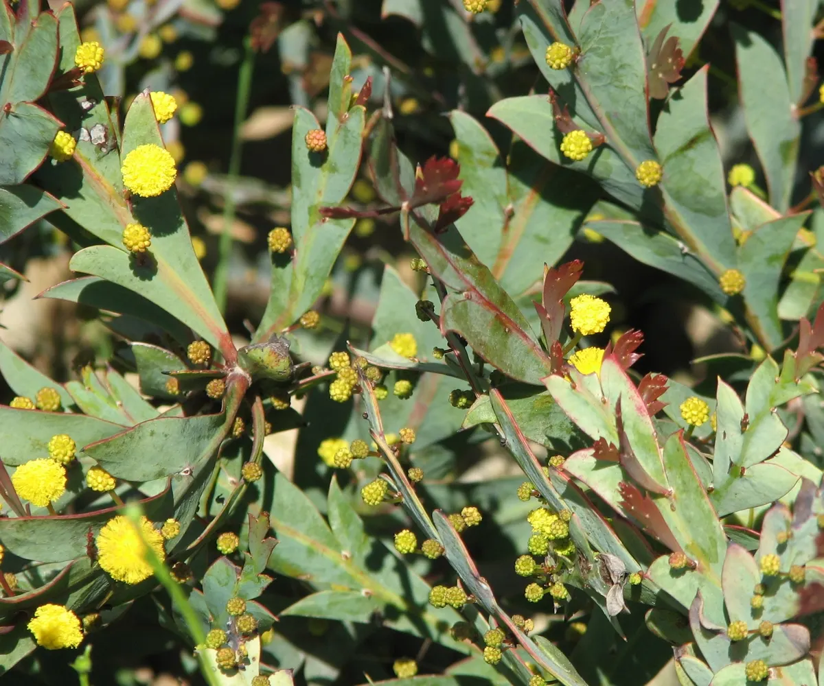 Clay Wattle (Acacia Glaucoptera) — commonly referred to as Clay Wattle